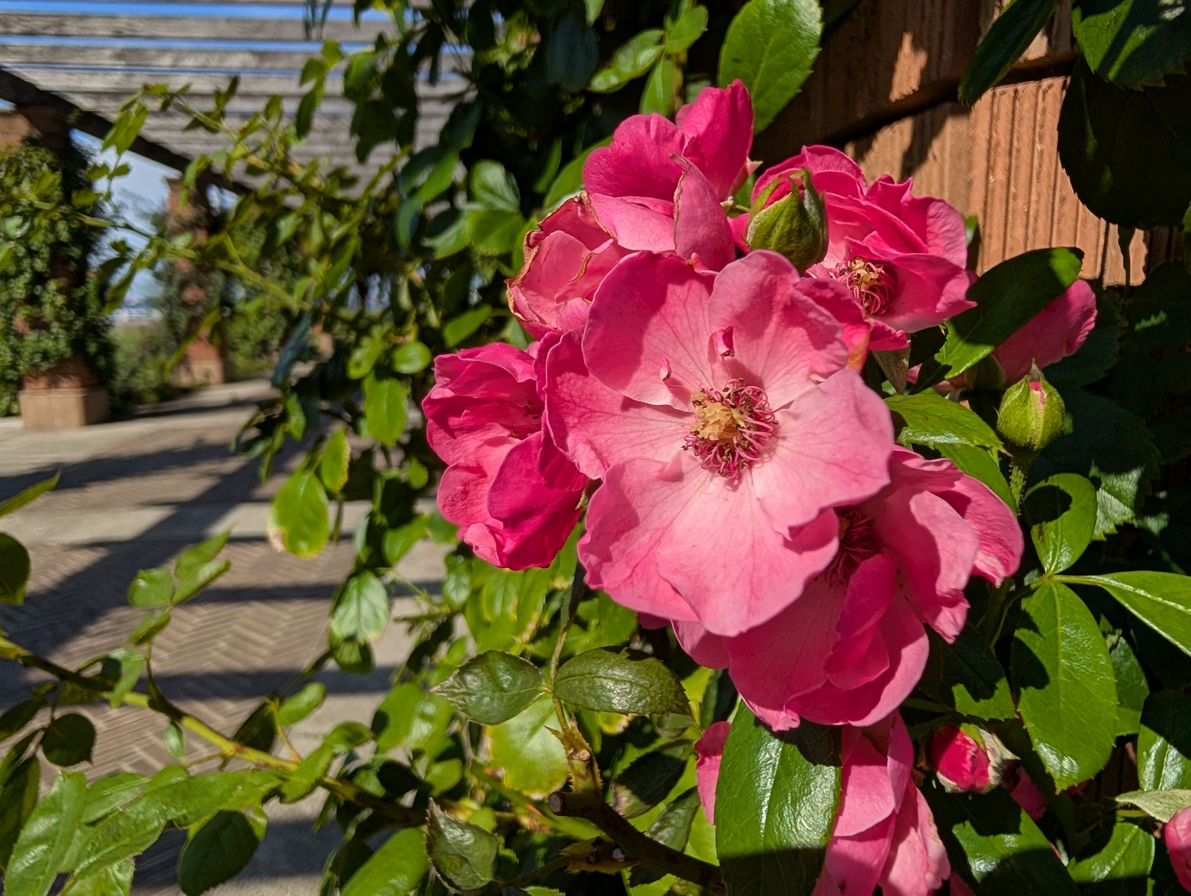 マクロをオンにした状態で撮影