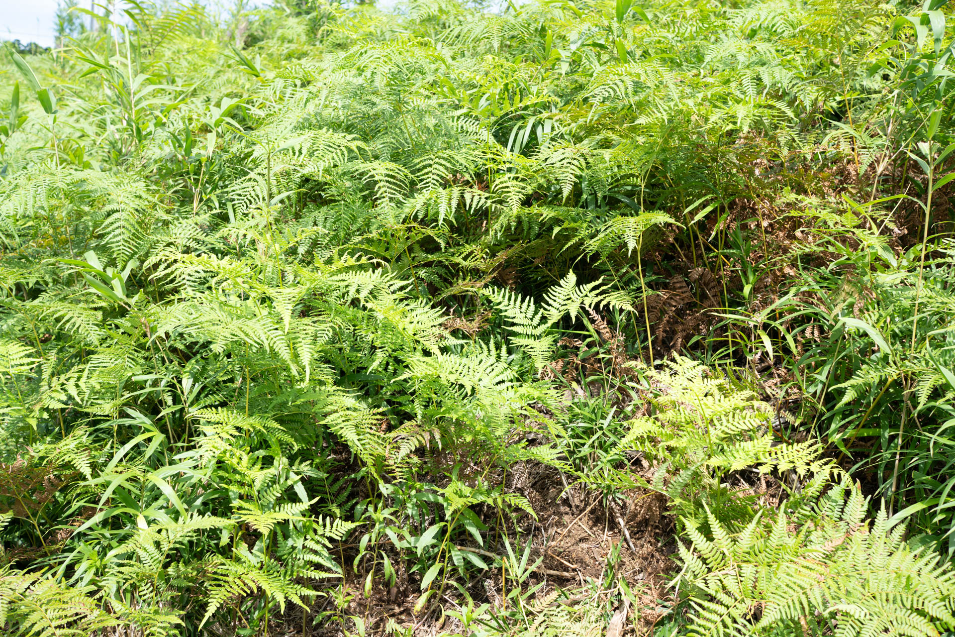 現地の植生。シダや笹なども含めいろんな雑草が高さ1mくらいまで繁茂している