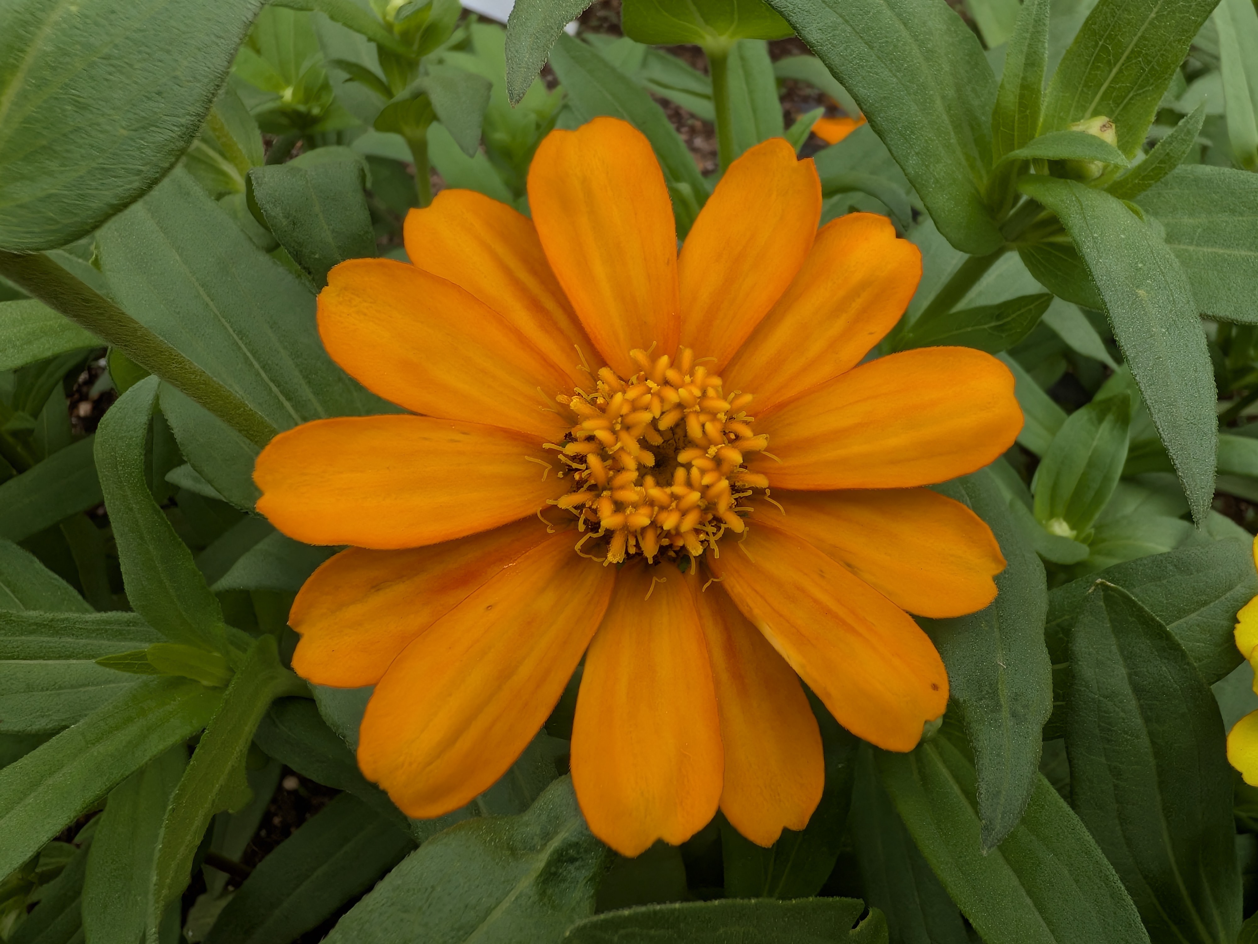 マクロをオンにした状態で撮影