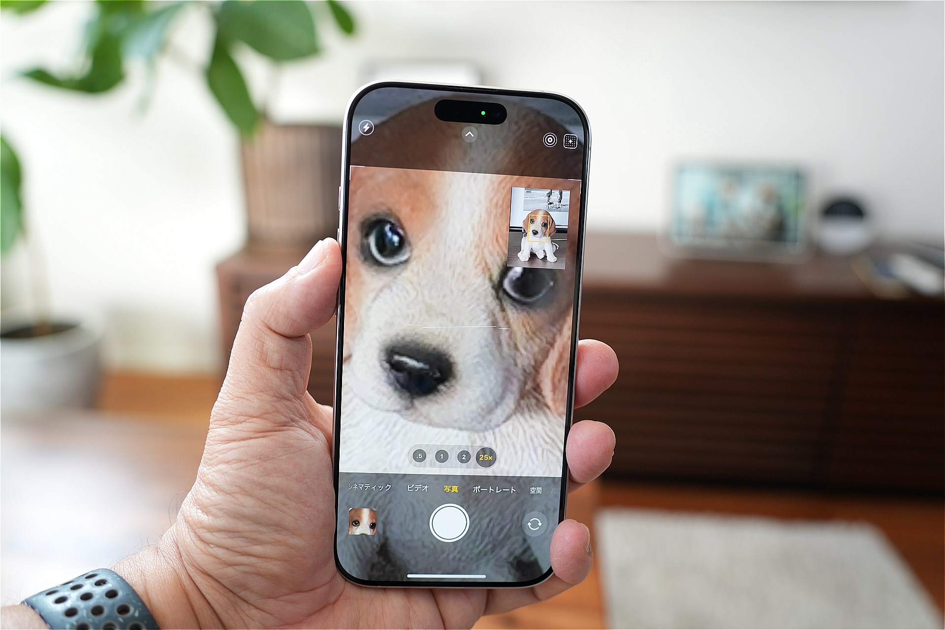 高倍率ズームでもピントが合わせやすく、比較的きれいに写るのも魅力