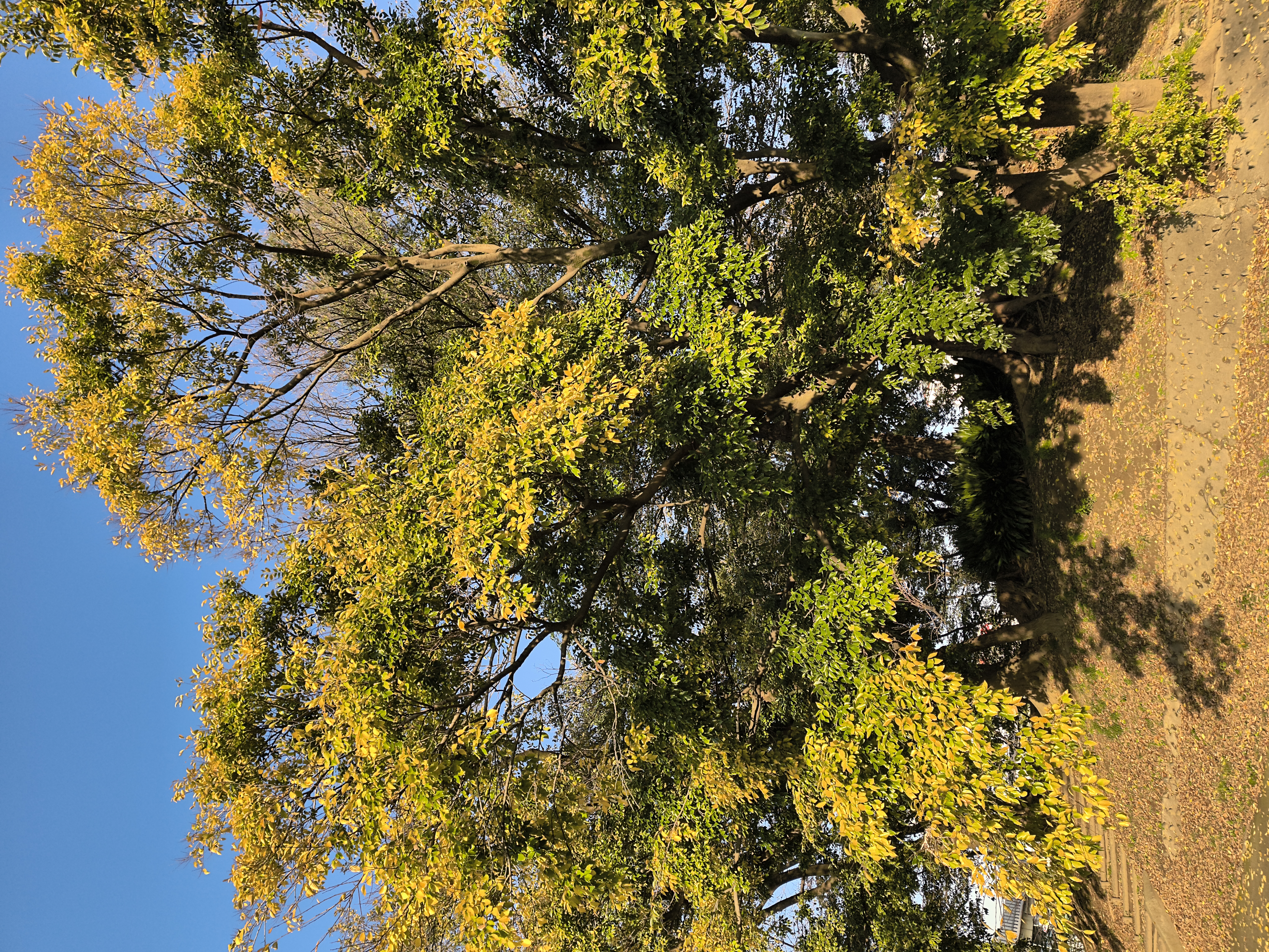 「Ultra-Res」モードとノーマルモードの比較カット。さすが50メガピクセルは解像感が高く、葉の1枚1枚をノーマルモードよりしっかりと描いている。夕方が近かったせいか、グッと色合いを派手めに仕上げてくれた