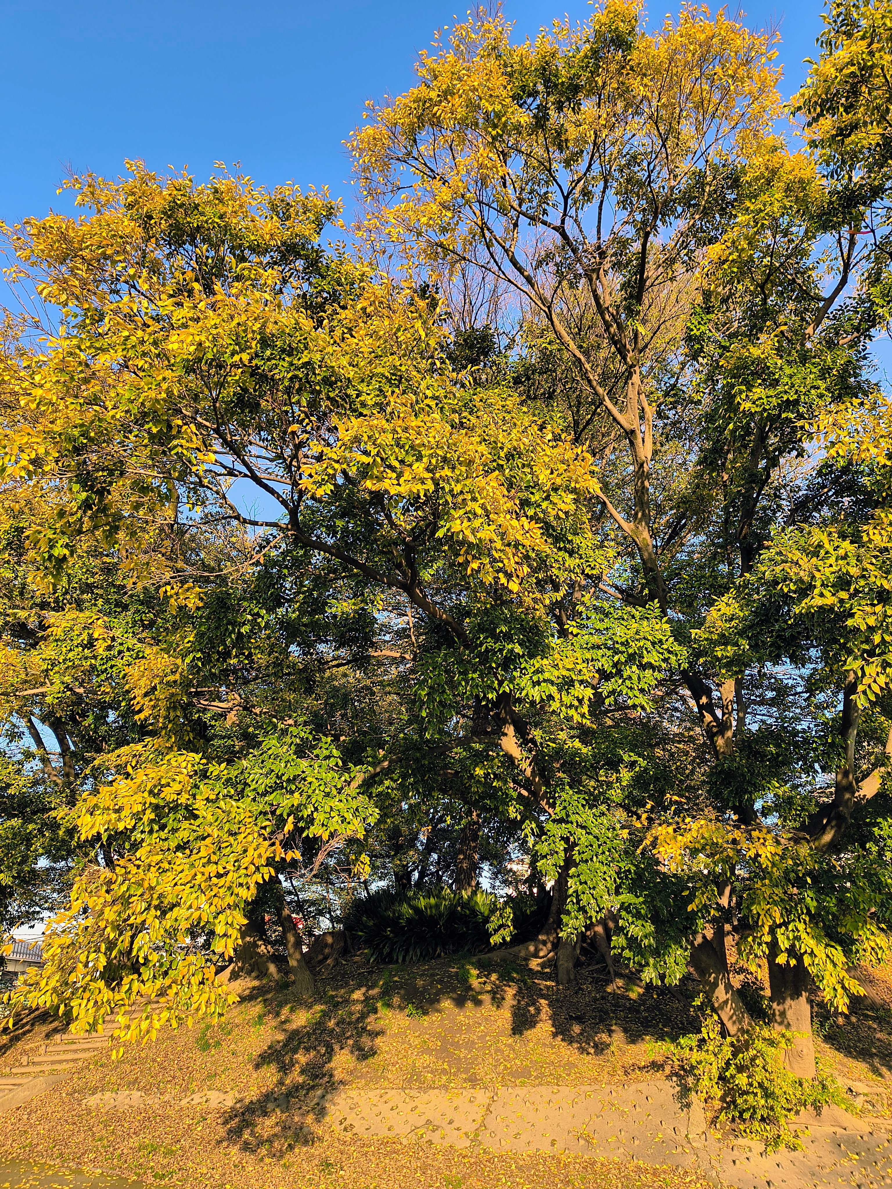 「Ultra-Res」モードとノーマルモードの比較カット。さすが50メガピクセルは解像感が高く、葉の1枚1枚をノーマルモードよりしっかりと描いている。夕方が近かったせいか、グッと色合いを派手めに仕上げてくれた