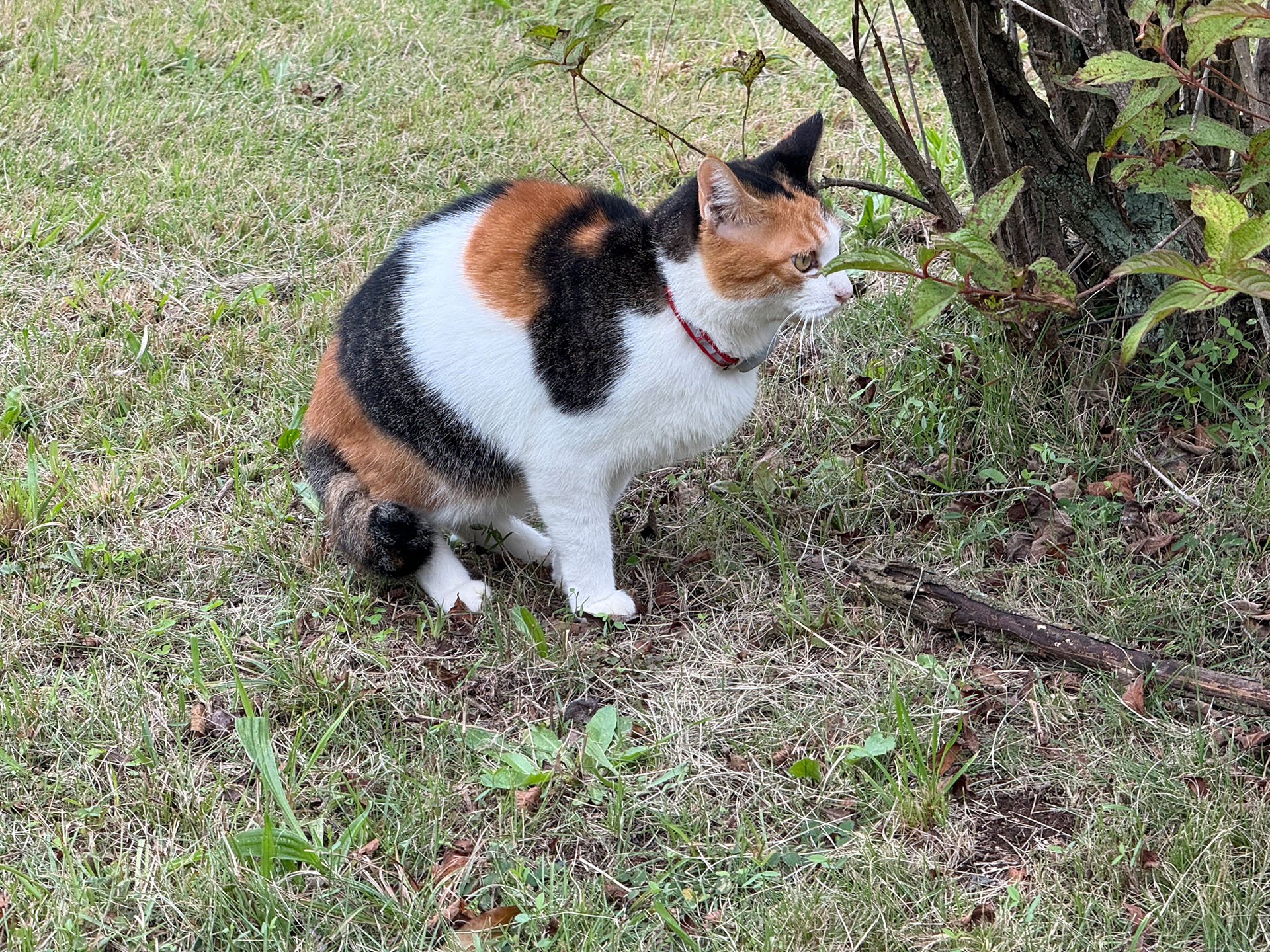 猫サイクリング中に猫発見！　首輪をしていて耳先端のカット痕もないので、たぶん近所で飼われている猫だ。「あそこに行くとおいしいものをもらえる」的なことを記憶していて、おやつ狙いとかで出現するタイプの猫だと思われる