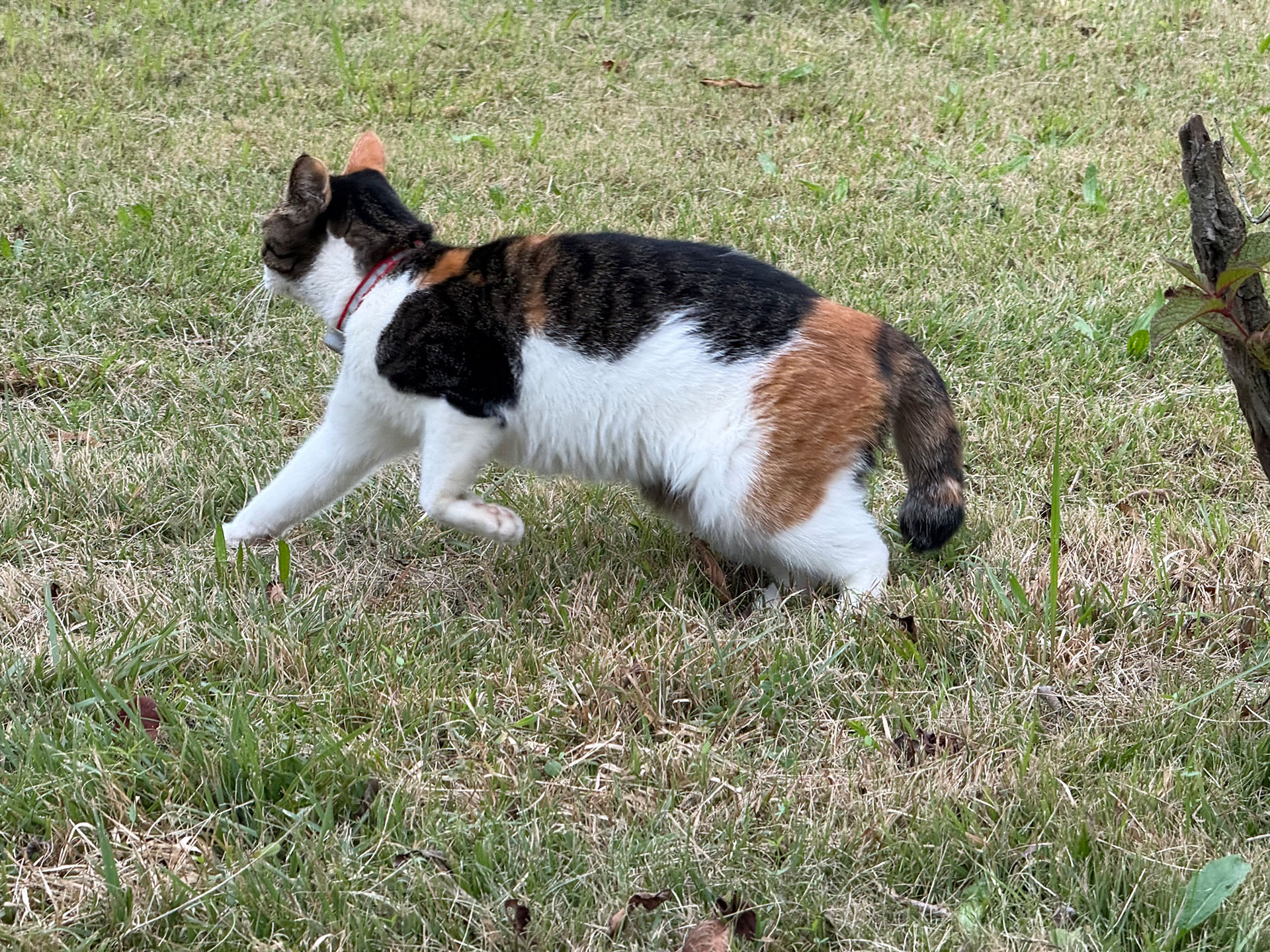 おやつ持ってきてないけど触らせて〜、と近づいたら逃げちゃった