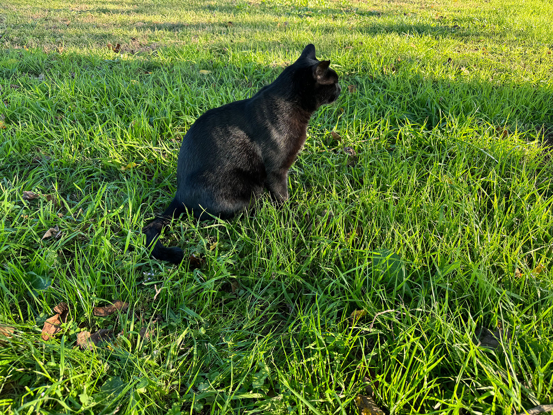 猫サイクリング中に何度か遭遇して顔見知りになった黒猫。耳の先端がカットされ、さくら耳状態になっている、去勢され餌やりなどもされている「地域猫」だ