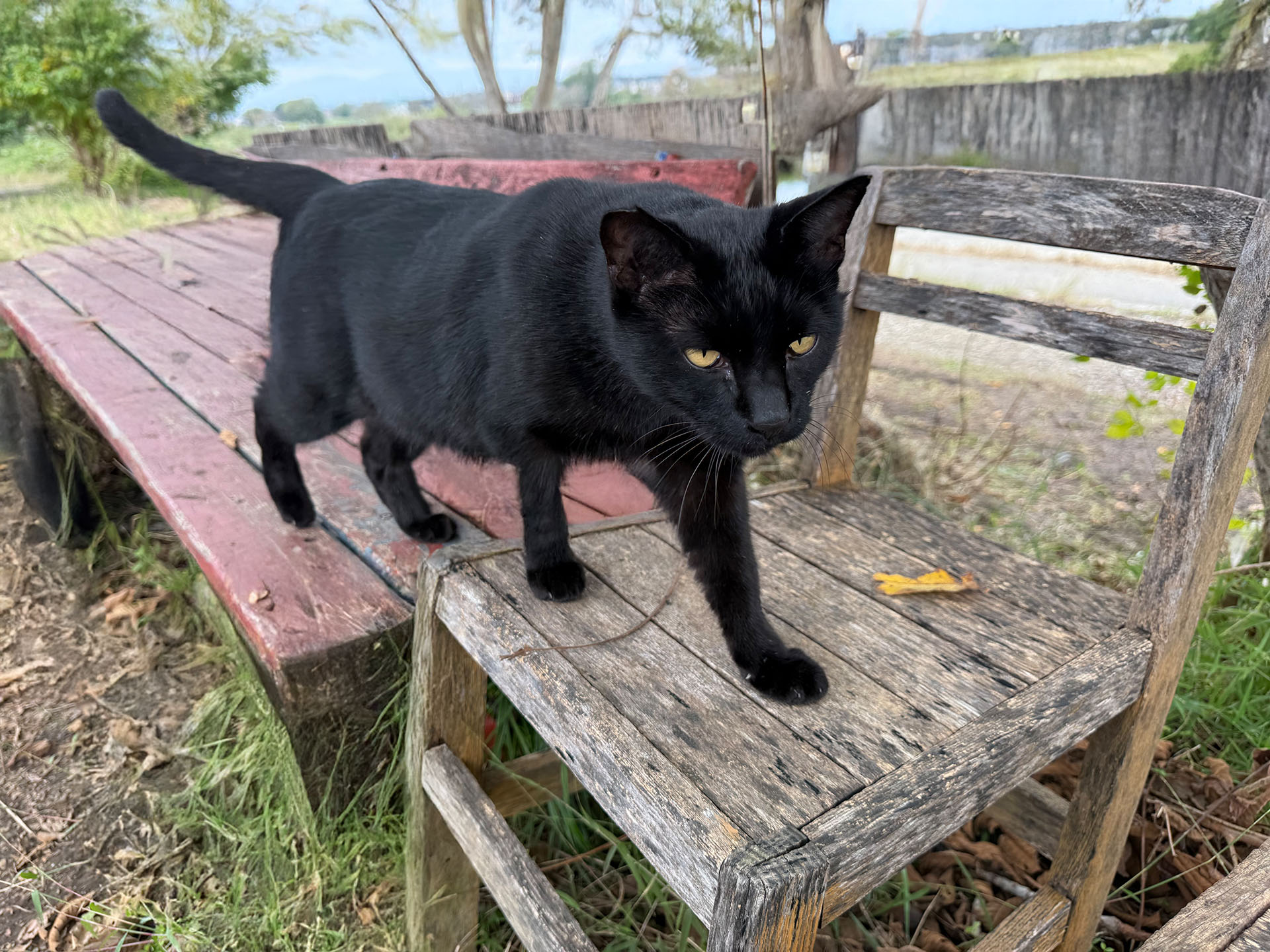 おやつ持ってきたから来なはれ〜と呼んだら超近づいてきた！　初接触後、おやつを供与