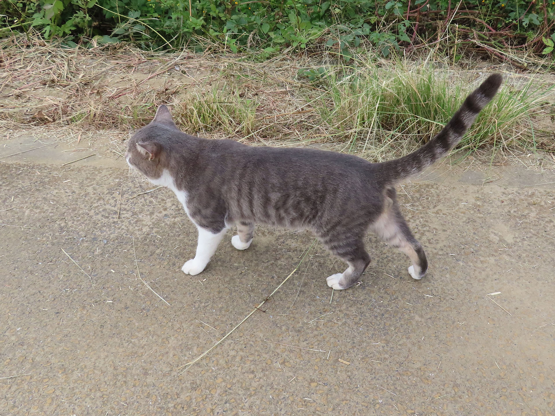 これもだいぶ顔見知り度が高くなっている……たぶんこの近くの家の飼い猫