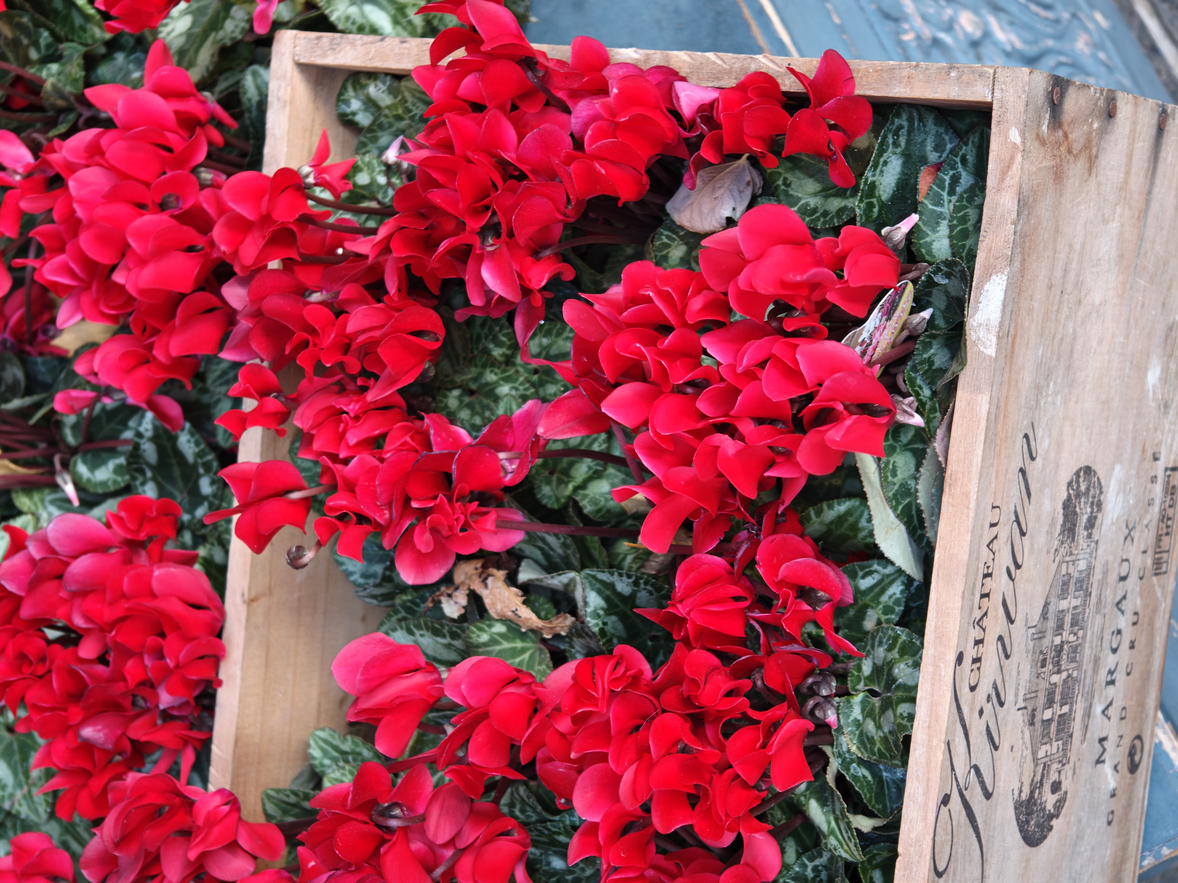 店頭に並んでいる可憐な花々。昼間の日陰とホワイトバランスが難しい環境だったが、「14chスペクトルセンサー」は肉眼で見たかのような色再現性を提供してくれた