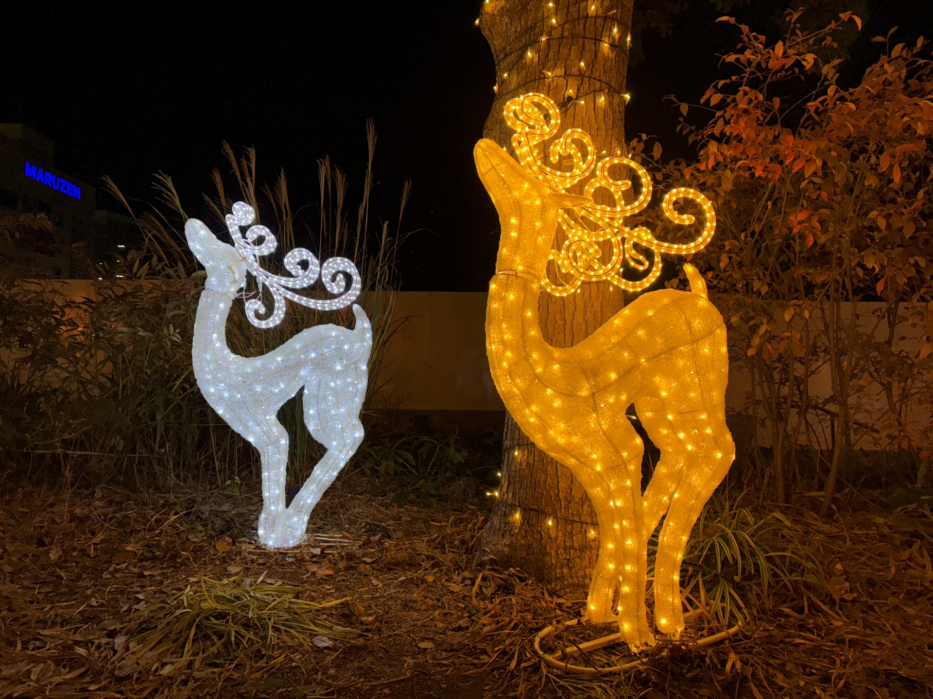 こちらはiPhone 16で撮影