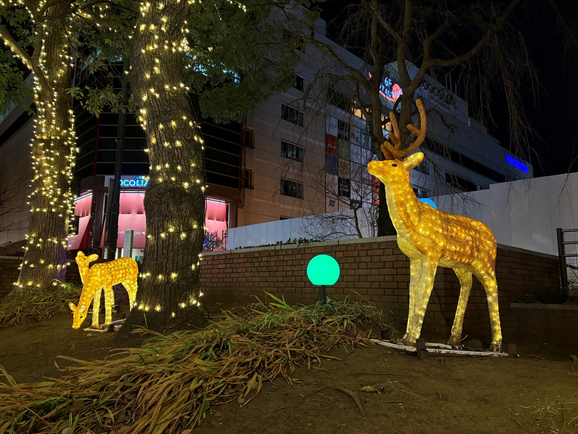 こちらはiPhone 16で撮影