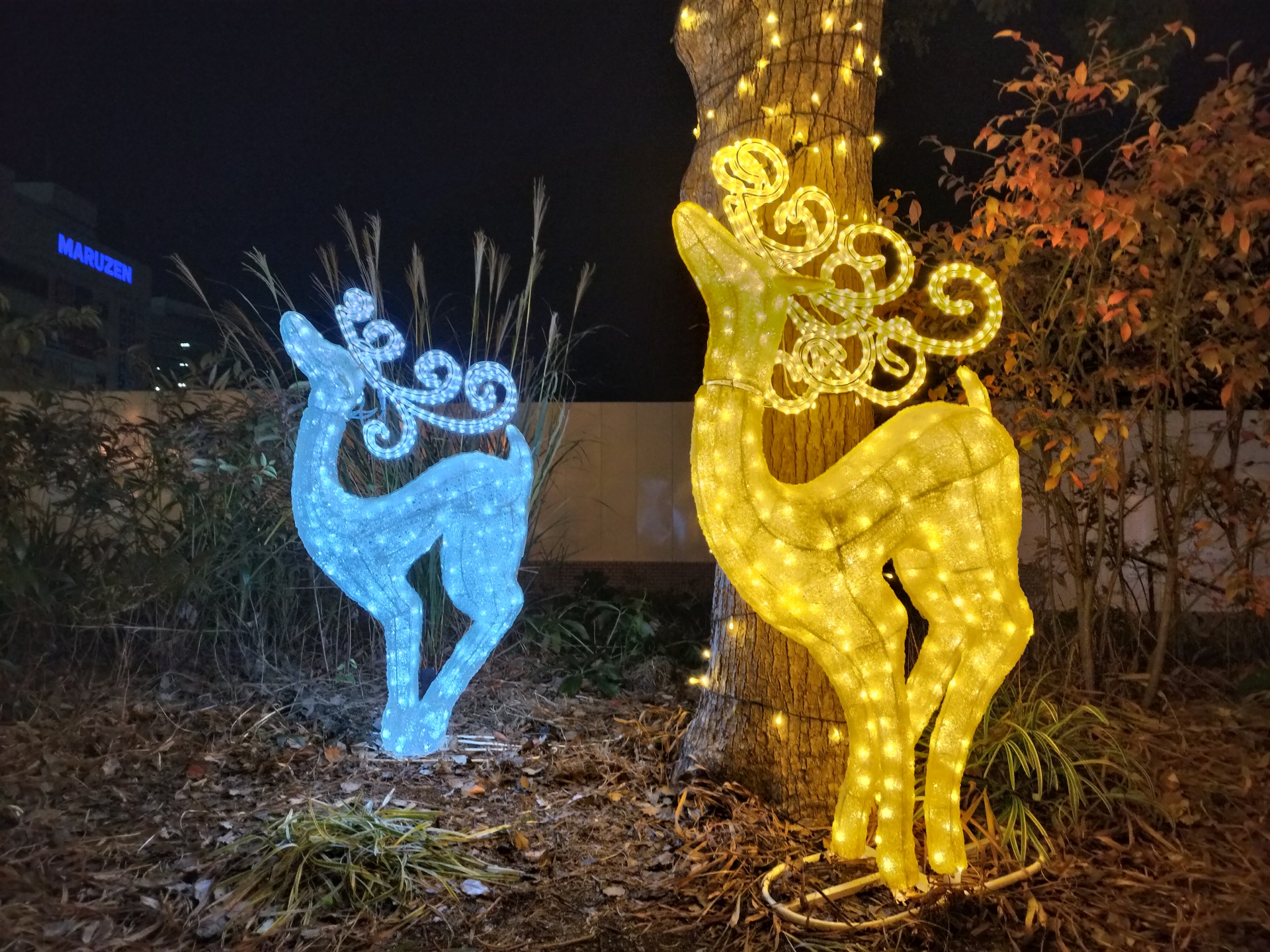 こちらはOPPO Reno9 Aで撮影