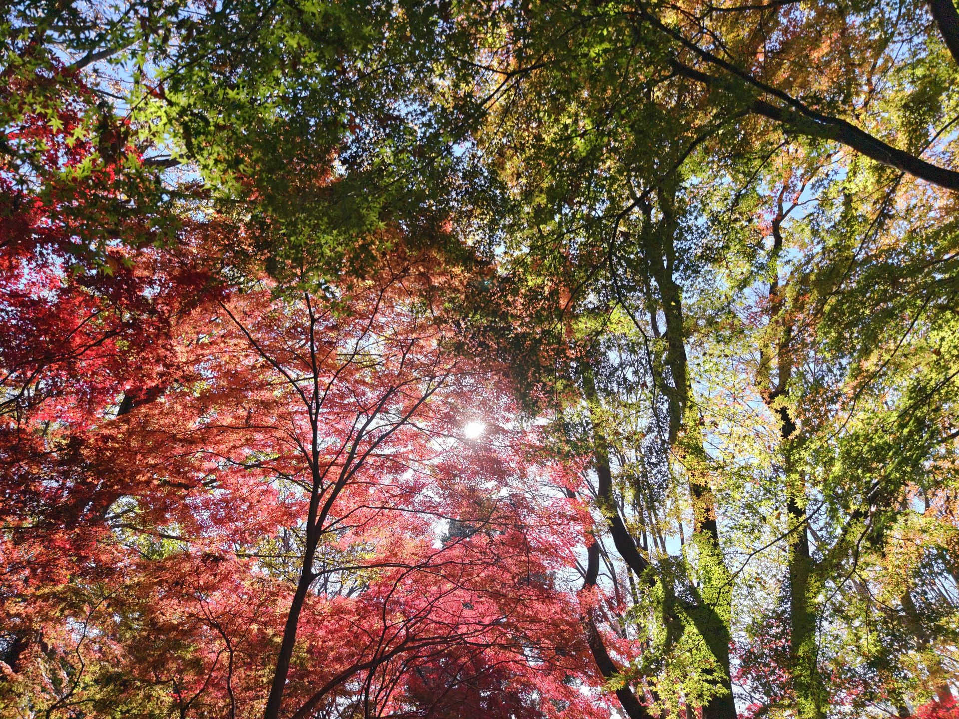 紅葉の林を逆光で。標準カメラに備わった大型1インチセンサーの描写のスゴさを感じられた。葉の1枚1枚の輪郭がわかるかのようだ。6.7インチのPro IGZO OLEDは強烈な逆光下でもフレーミングしやすく、撮影結果を確認するのにもとても見やすく感じた