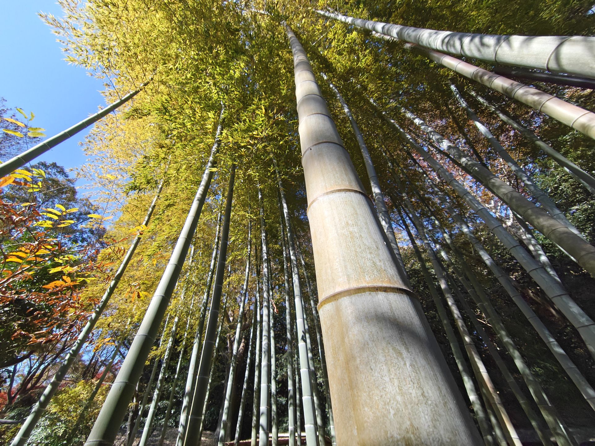 35mm判換算13mm相当の広角カメラは迫力あるカットを撮影可能だ。竹林で空を見上げて「AQUOS R9 pro」のシャッターを切ったが開放感あふれるカットになった。手前にある竹のテクスチャー感も精細でいい印象だ