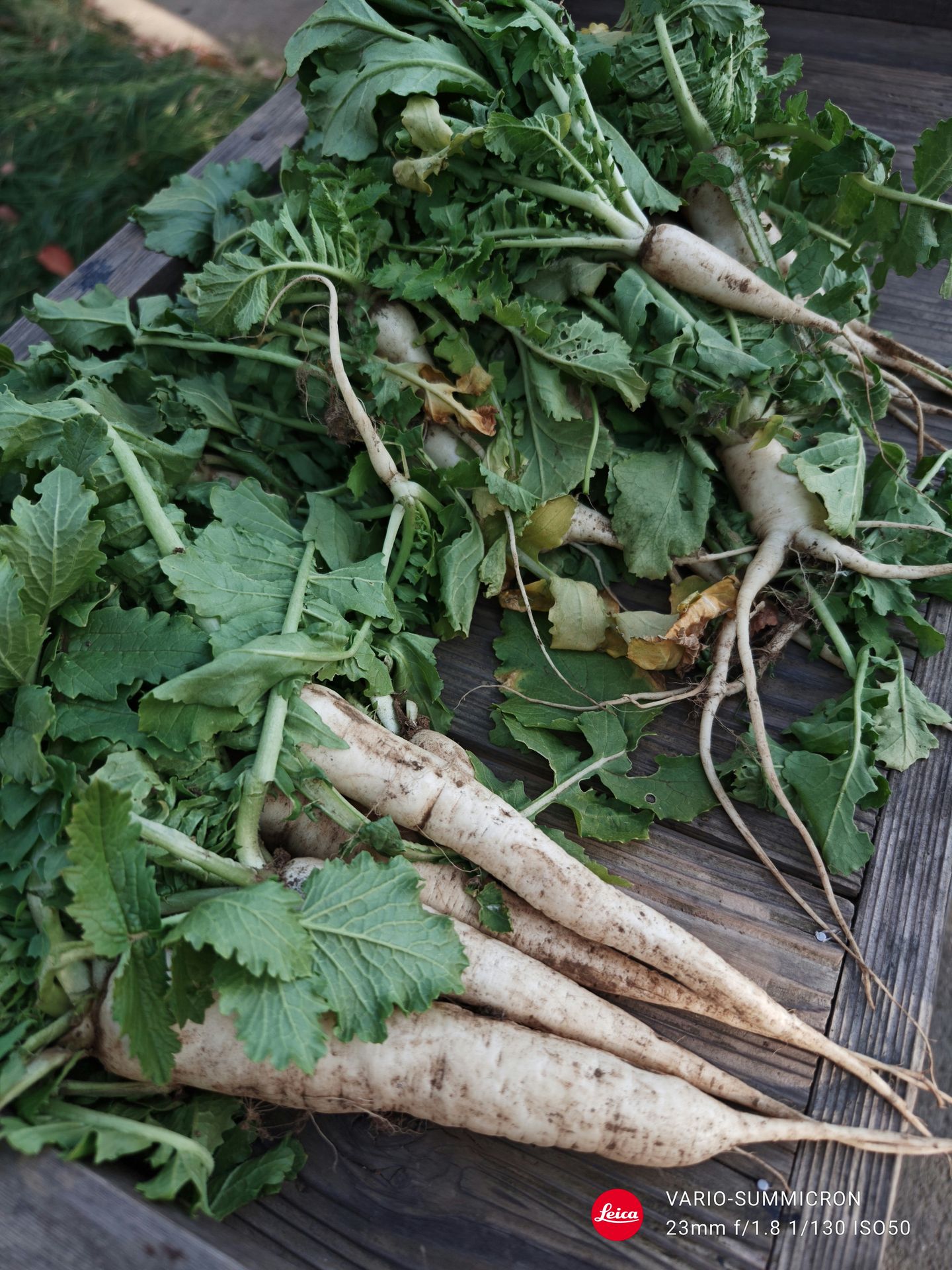 古民家で配布されていた大根も実にリアル。ムシに食われた葉、土がついた様子もデジタルカメラ顔負けの写りだ
