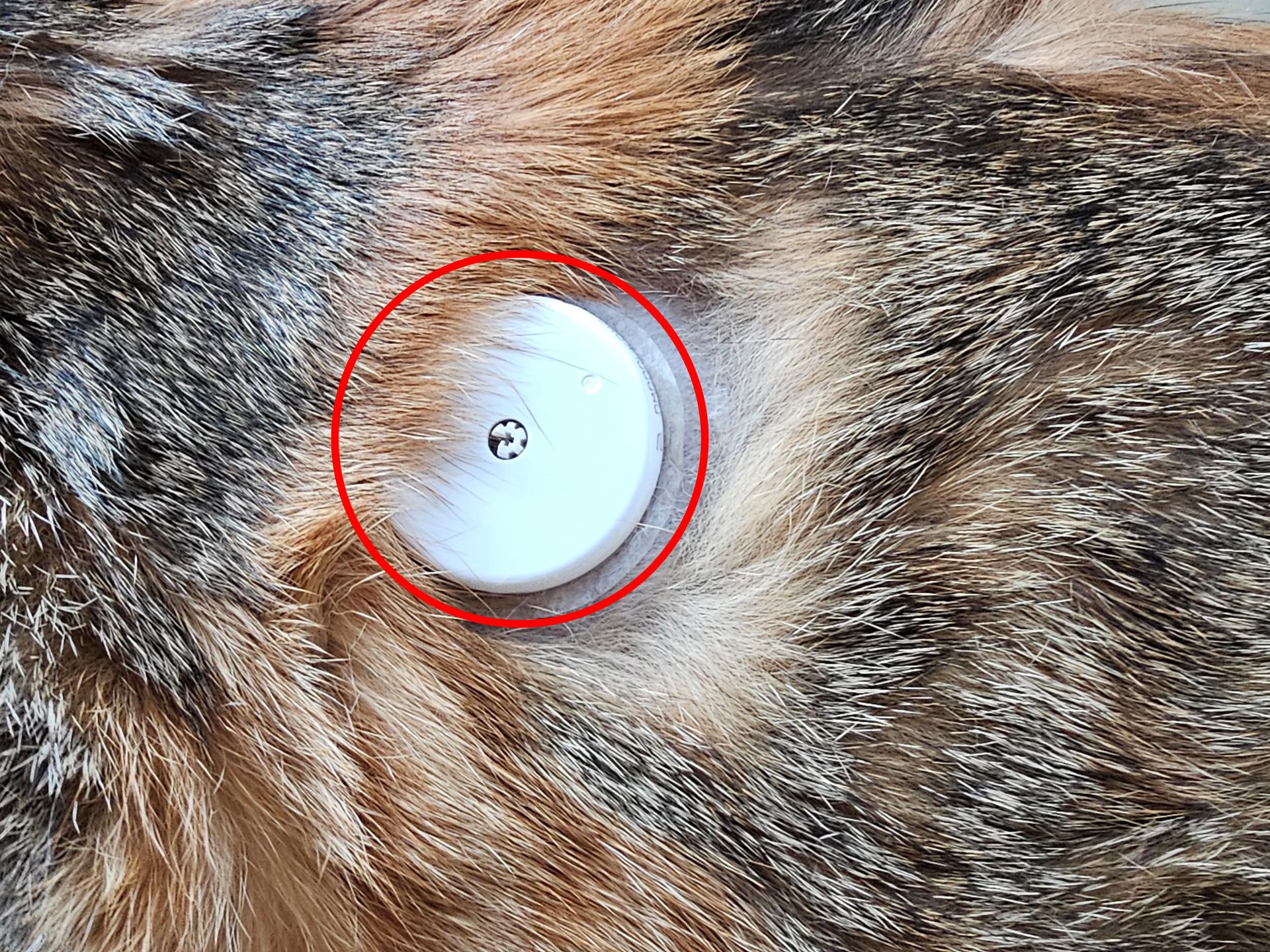 猫に装着した「FreeStyleリブレ」。リーダーをかざしていない間も血糖値をモニタリングし続け、数時間分の値を本体内に保存する優秀な器具だ