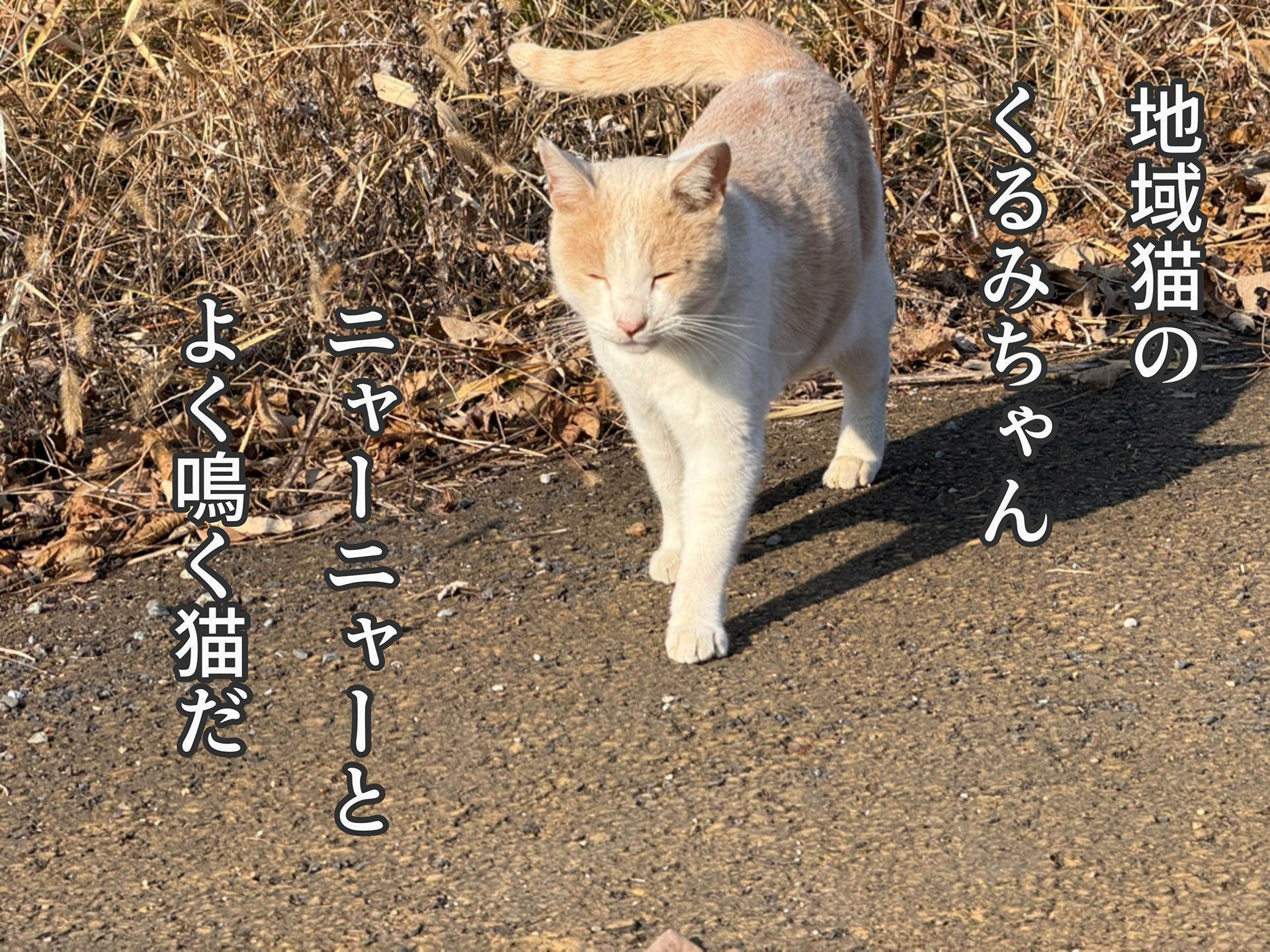 こんなふうに写真に文字を入れられる。