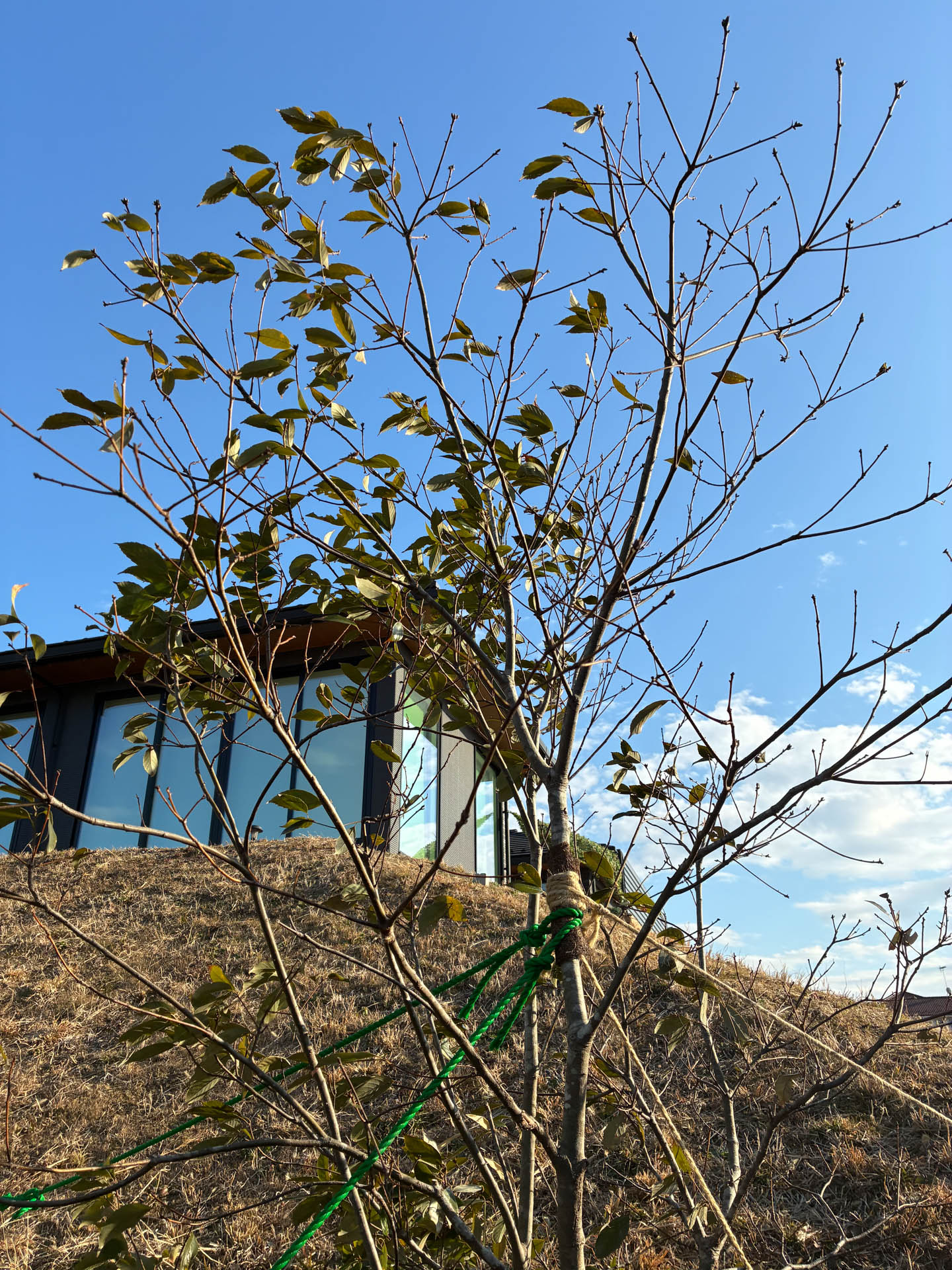 こちらは1倍撮影。明るい環境ではほかのモデルと画質の差は判別できない