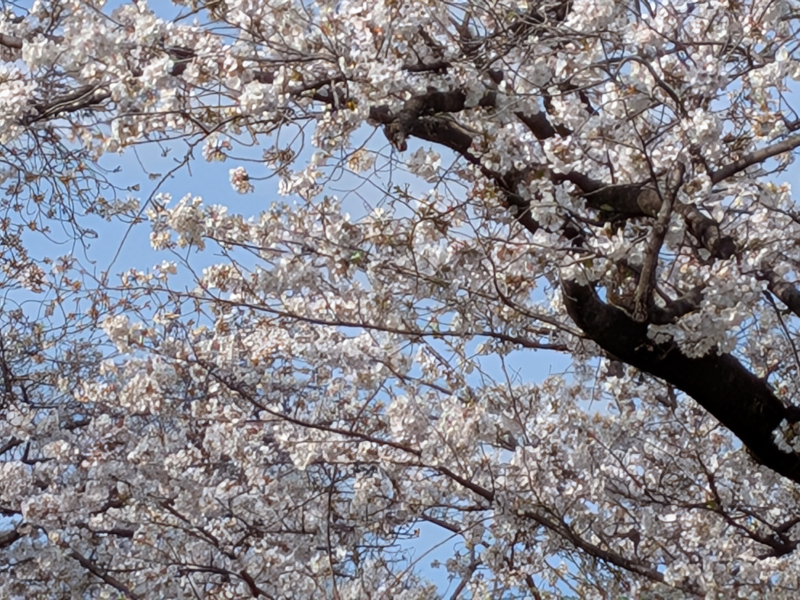 8倍ズームだとさすがに粗が出てくるが、ディスプレイ等倍ならギリギリOKなクオリティ。被写体によっては、よりキレイに補正されることも