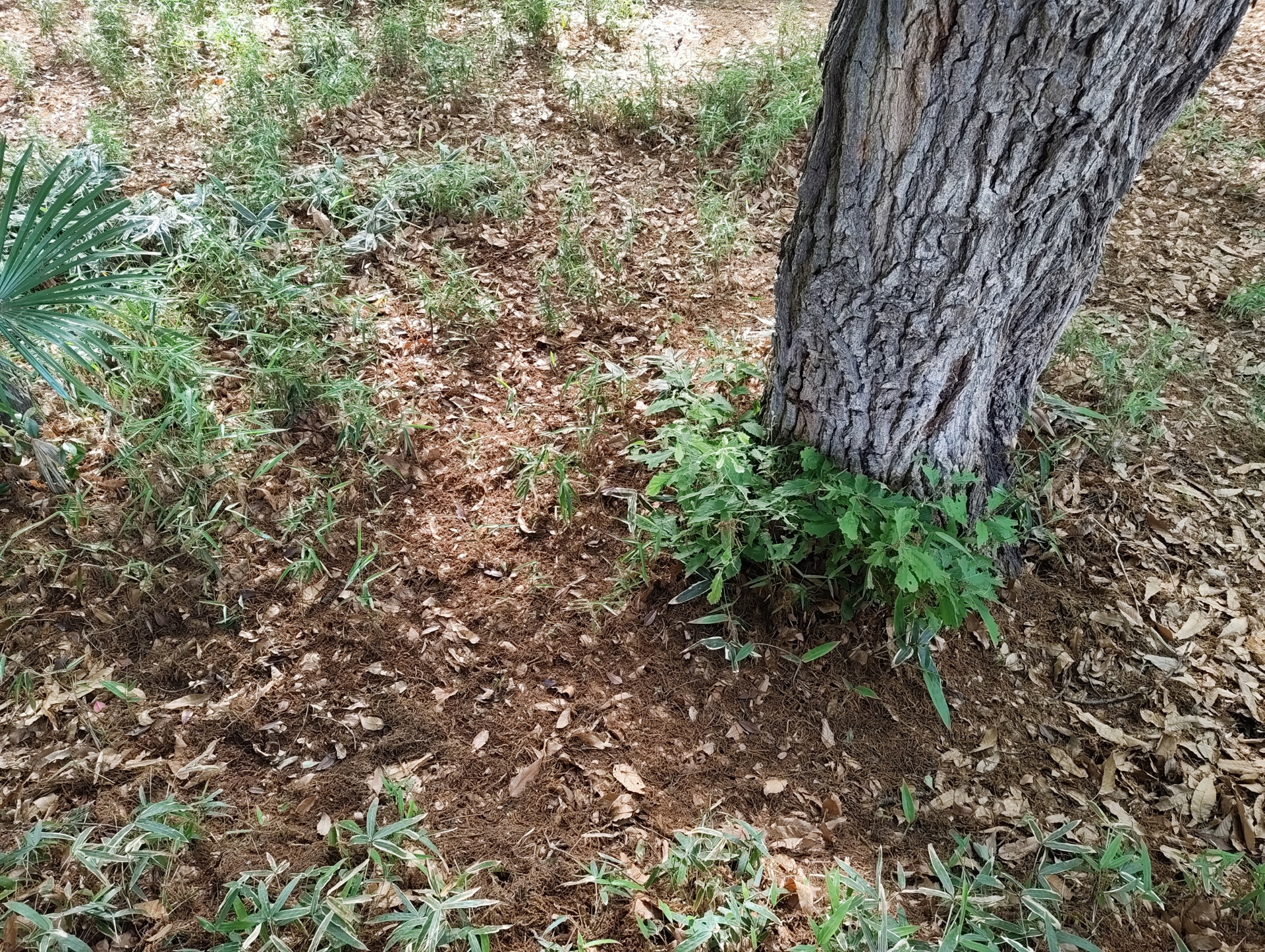 通常のアウトプットは約12MPだが、設定で50MPでの撮影も可能である。1x、2xの撮影となるが、必要に応じて使い分けたい