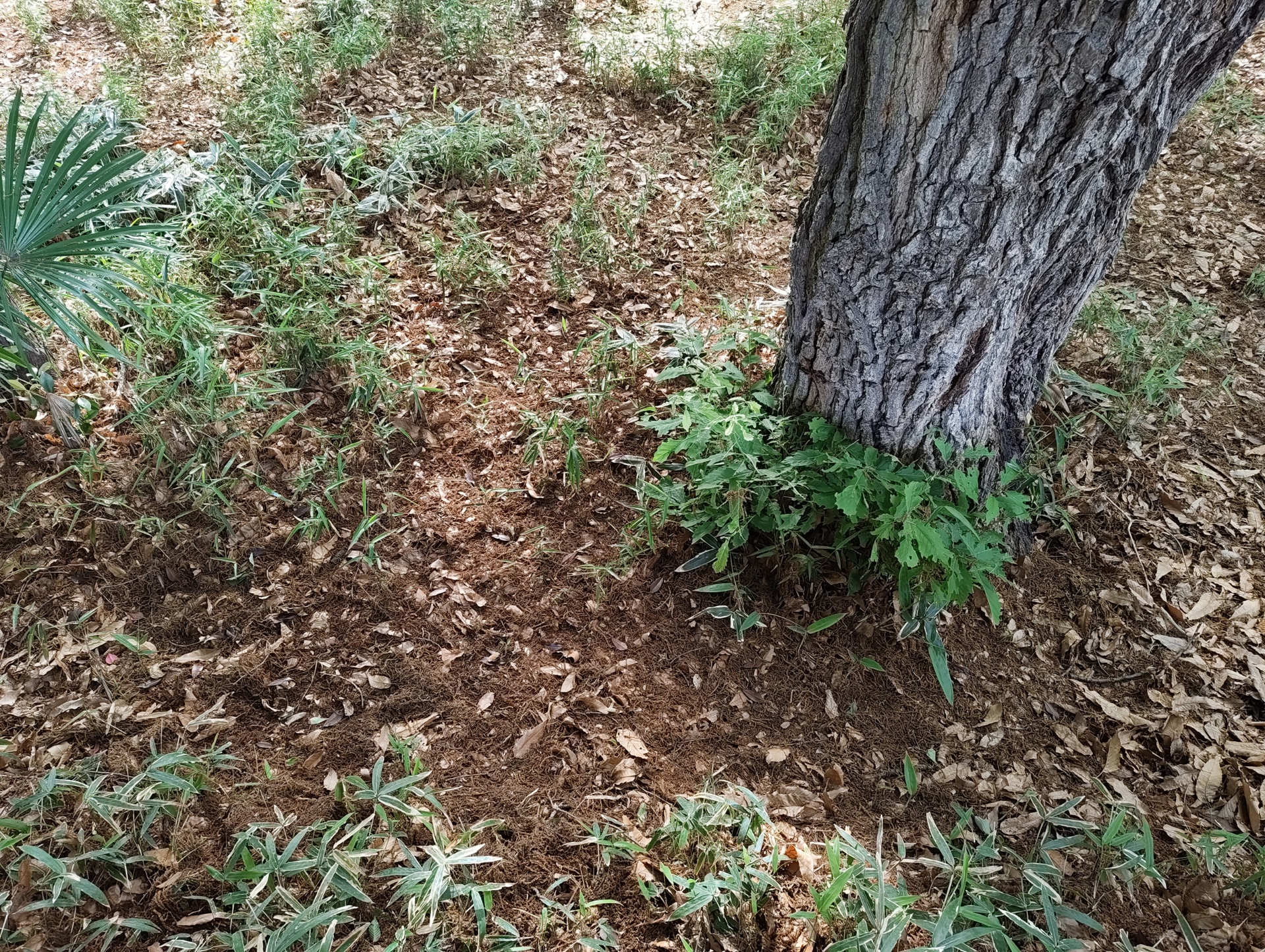 通常のアウトプットは約12MPだが、設定で50MPでの撮影も可能である。1x、2xの撮影となるが、必要に応じて使い分けたい