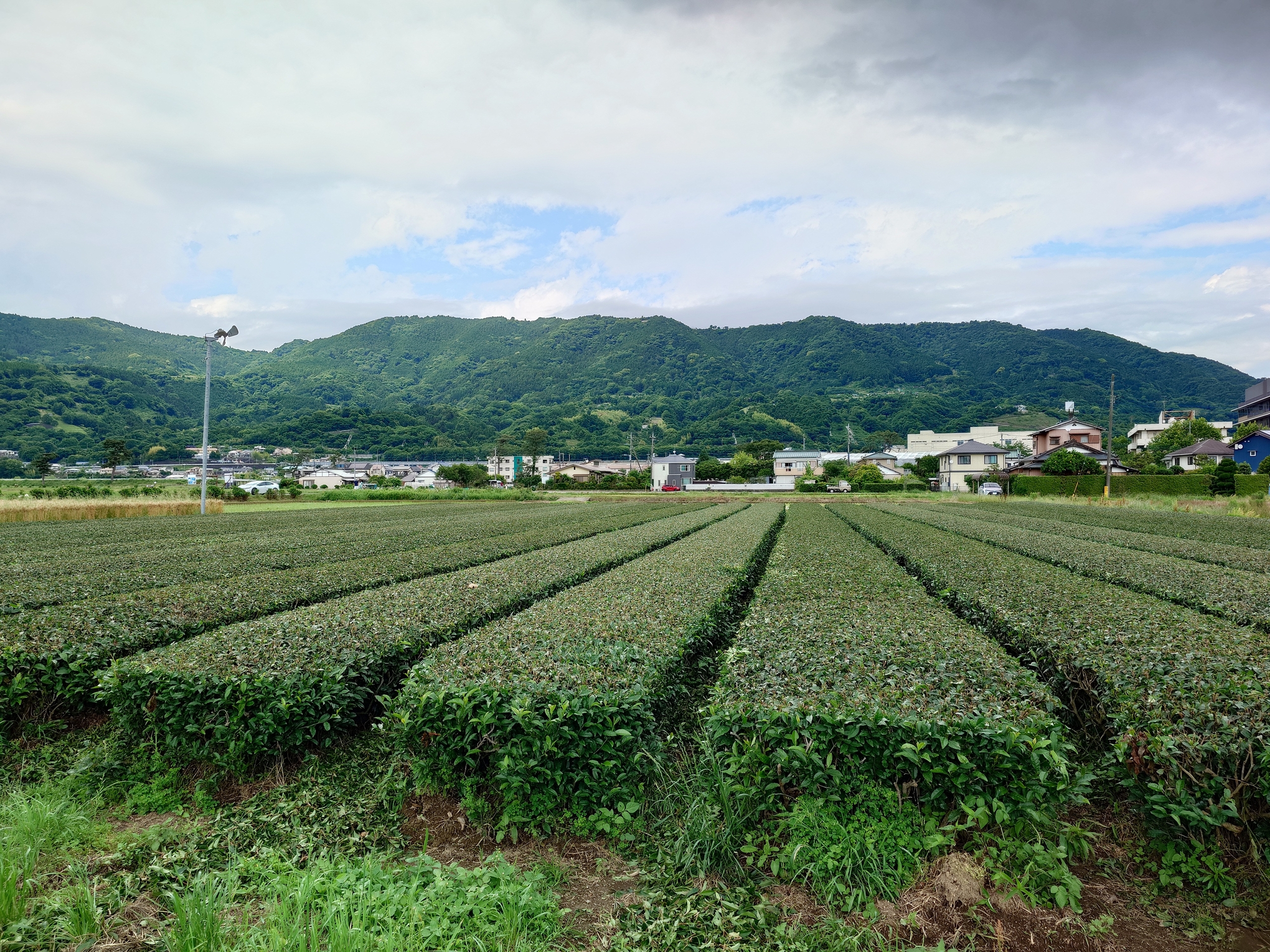近景から遠景まで広角カメラは安定した画質だ。茶葉の1枚1枚から、遠くの山までリアル感高い写りである