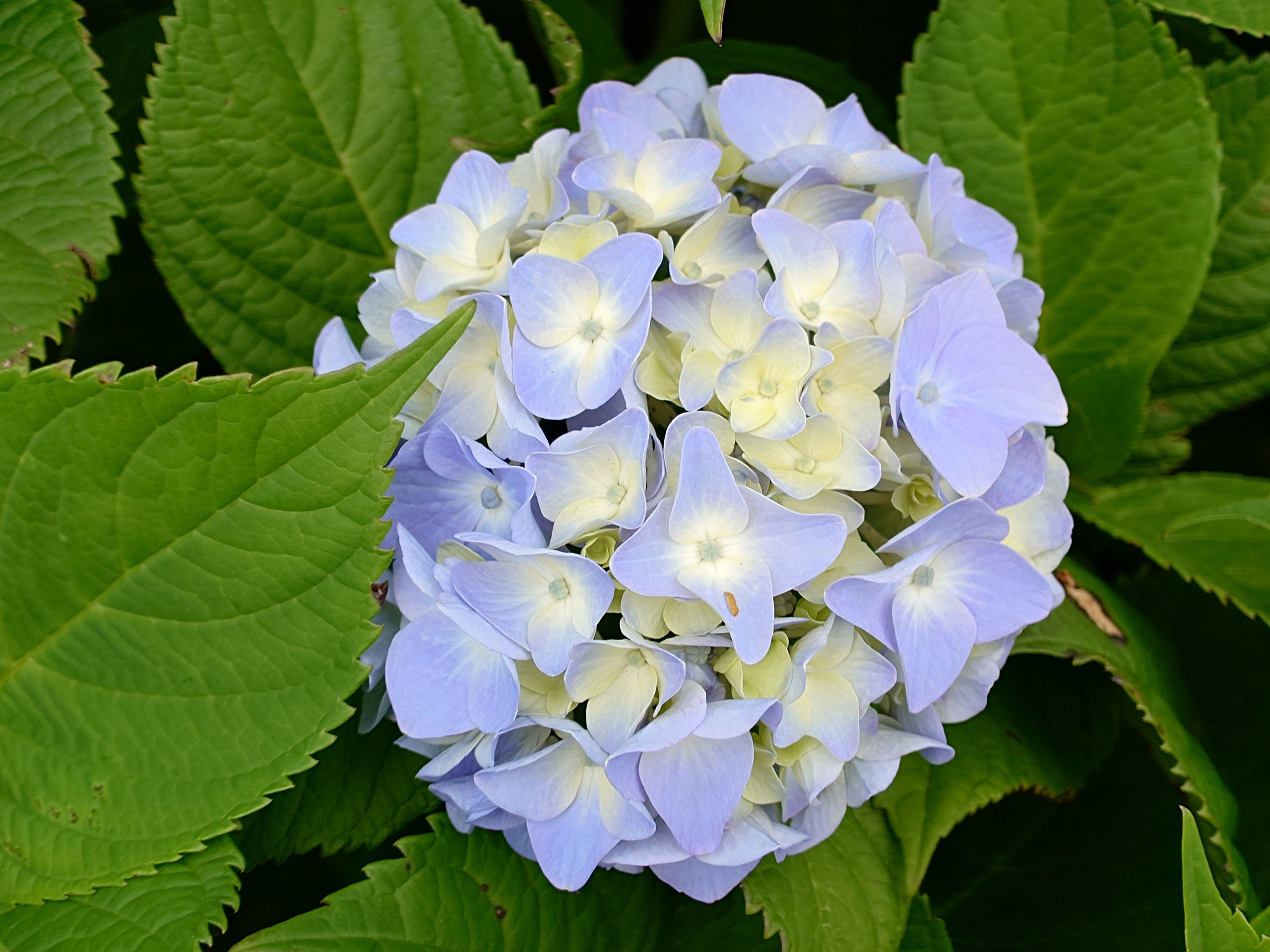 アジサイの花をテレマクロ的に撮った。複雑な花の構成と、微妙な色合いを「Xperia 1 VII」は見た目通りに捉えた