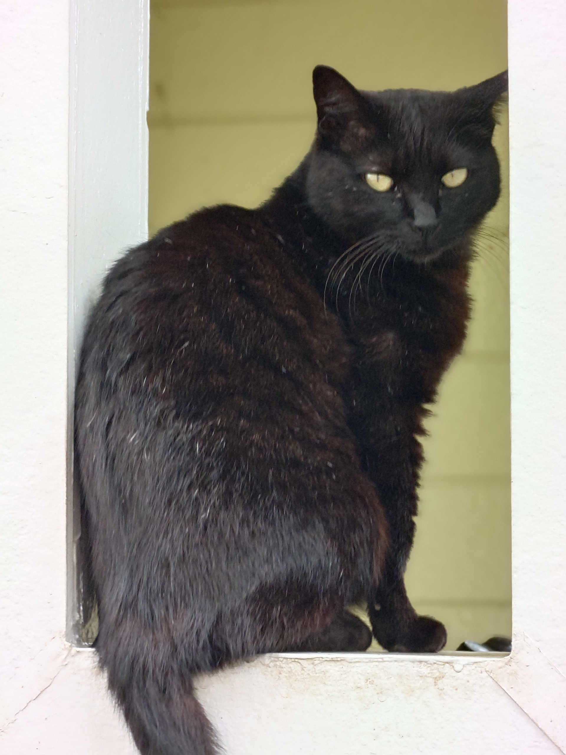 遊びに来たクロネコを「ぼけ」モードで。黒い毛もしっかりと境界判定して、背景ボケを作ってくれた。レスポンスもよく好印象である