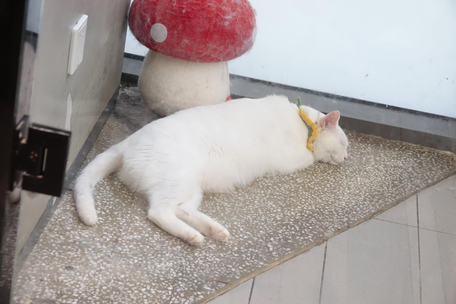 保護猫活動も行う