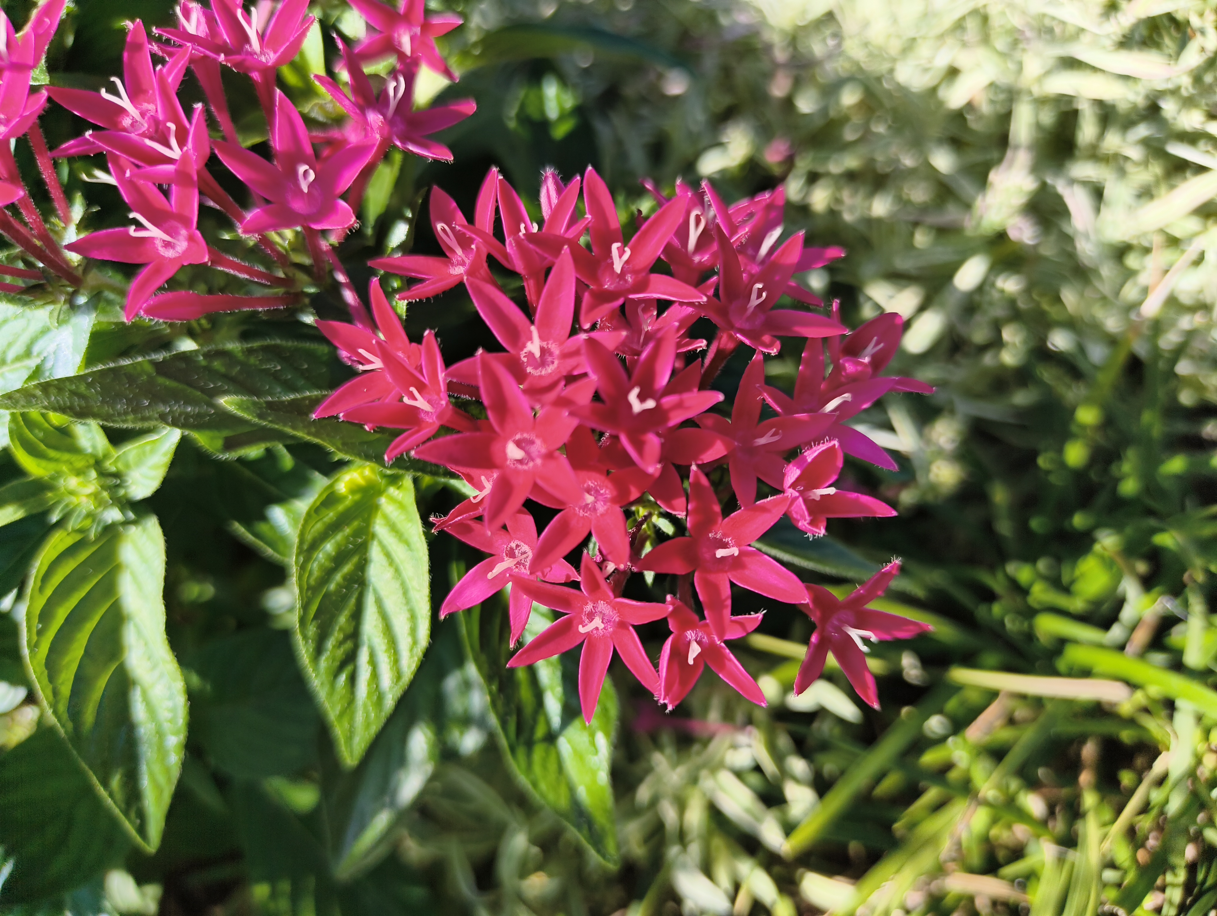 花にレンズを近づけて、ピントが合うギリギリの距離で差釣り