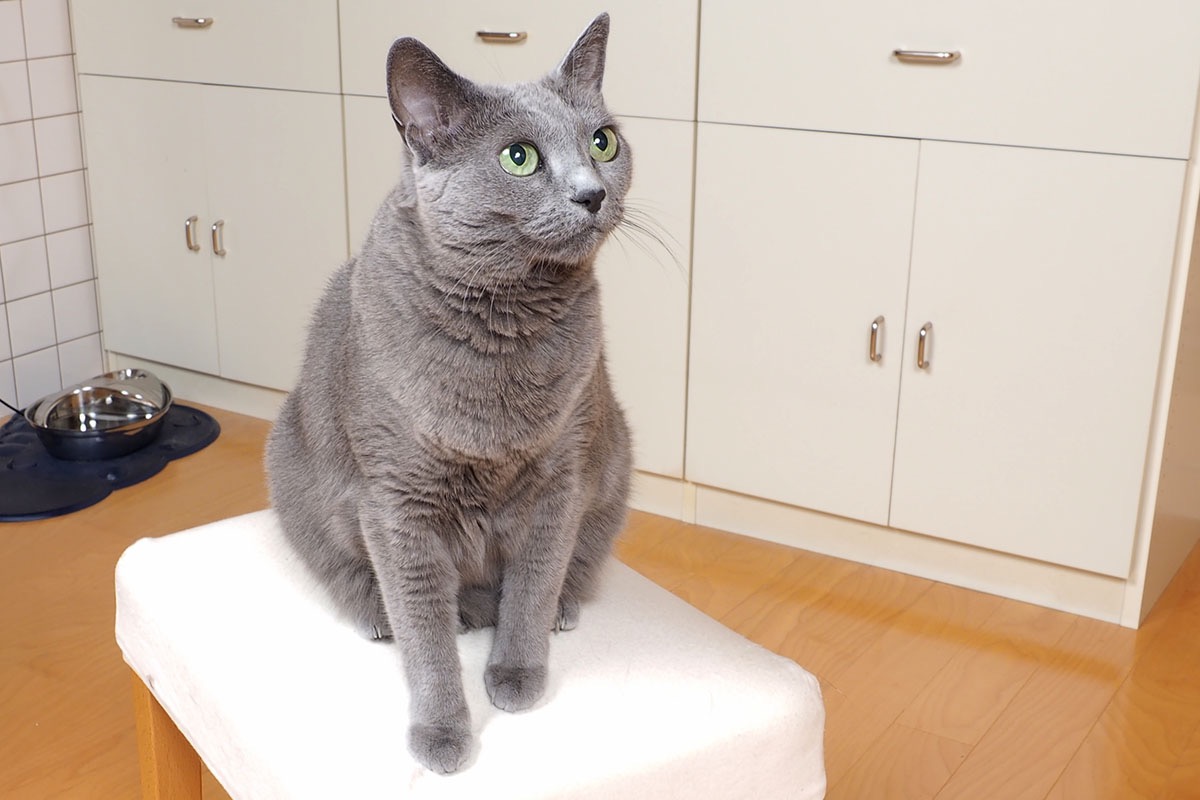 ロシアンブルーのデジカメ画像。紙焼き写真からスキャンした画像と思って考えてほしい。これをChatGPTに絵画化してもらうように依頼した。「ヴィーナスの誕生のような絵画に。ヴィーナスはこの猫で」とした。