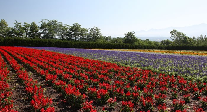 ファーム富田