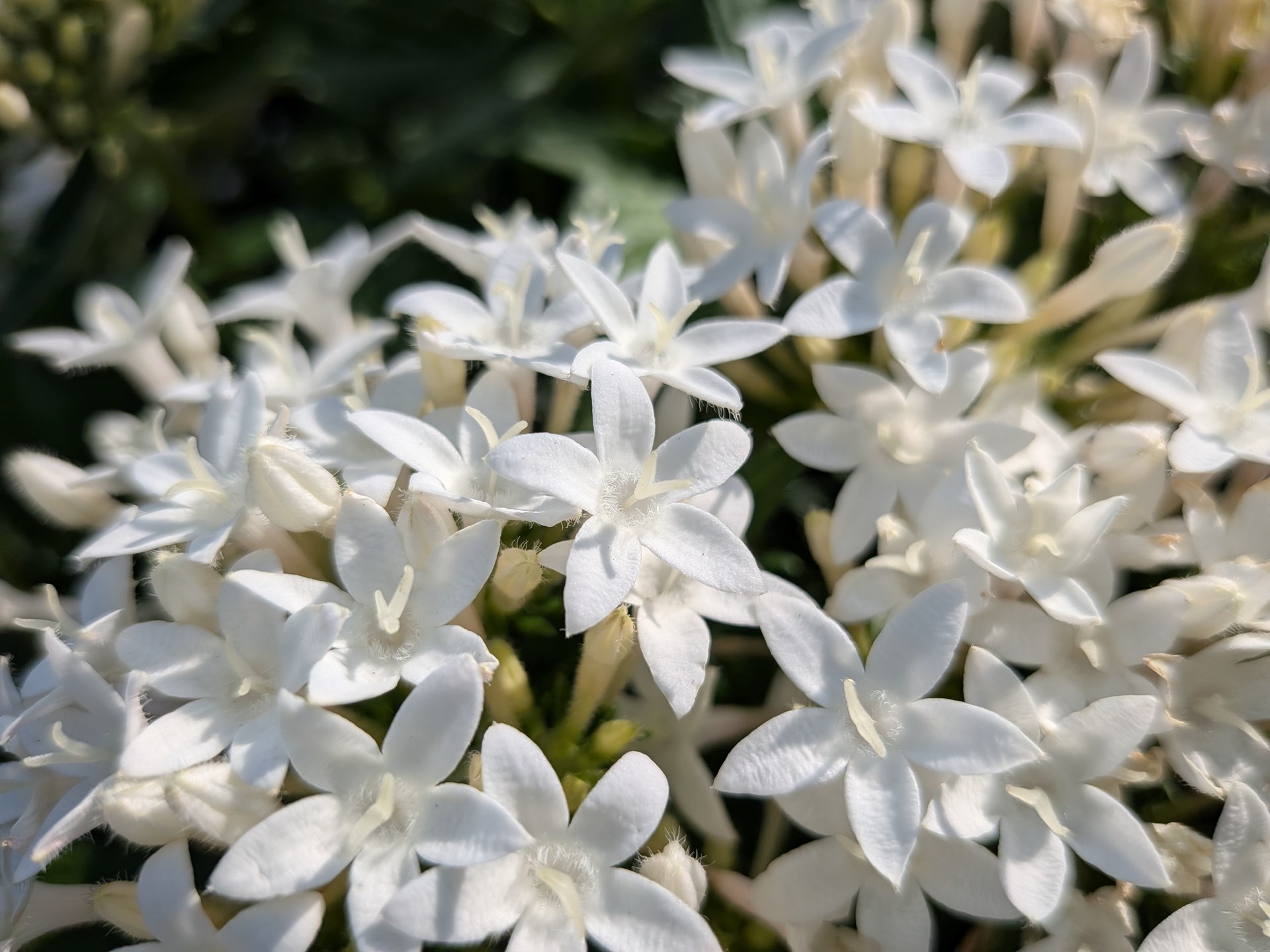 マクロモードで撮影