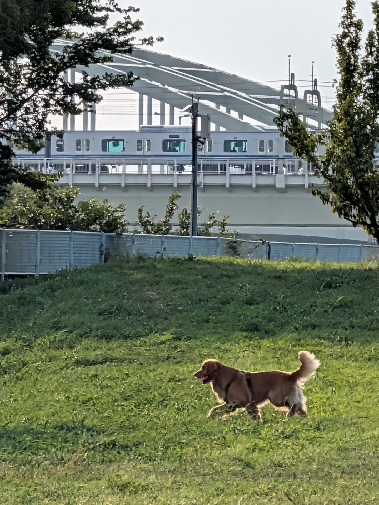 望遠カメラは優秀だ。河川敷を走り回るイヌを狙って撮ったが写りは上々。拡大して見るとディテールが潰れている部分もあるが、草の立体感、背景に写る鉄道の様子がしっかりと分かる
