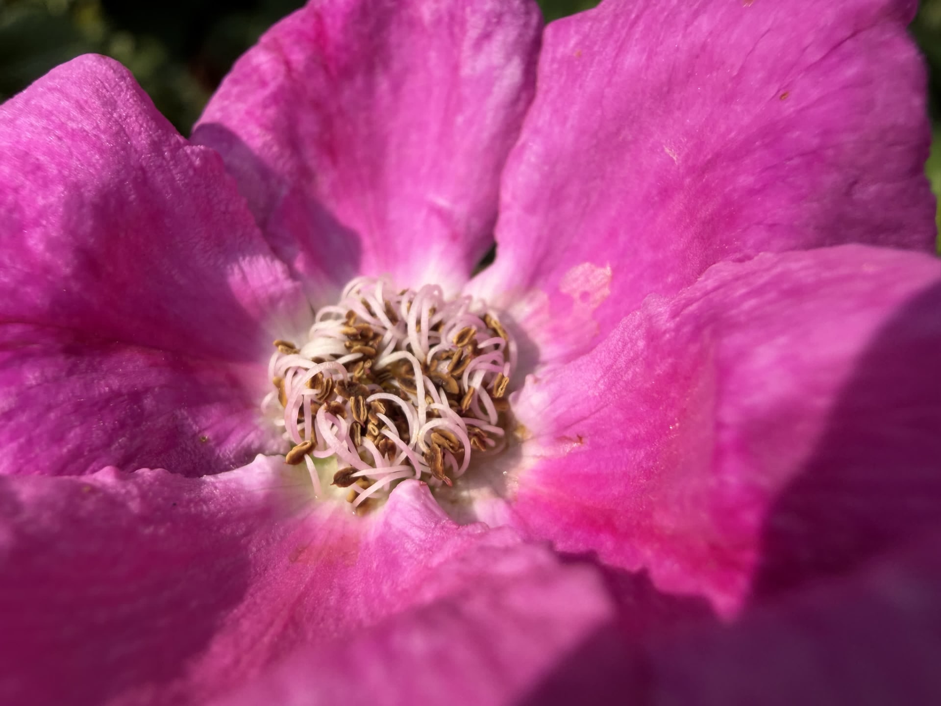 花や寿司を接写。超広角カメラが使われるが、画質が損なわれていない
