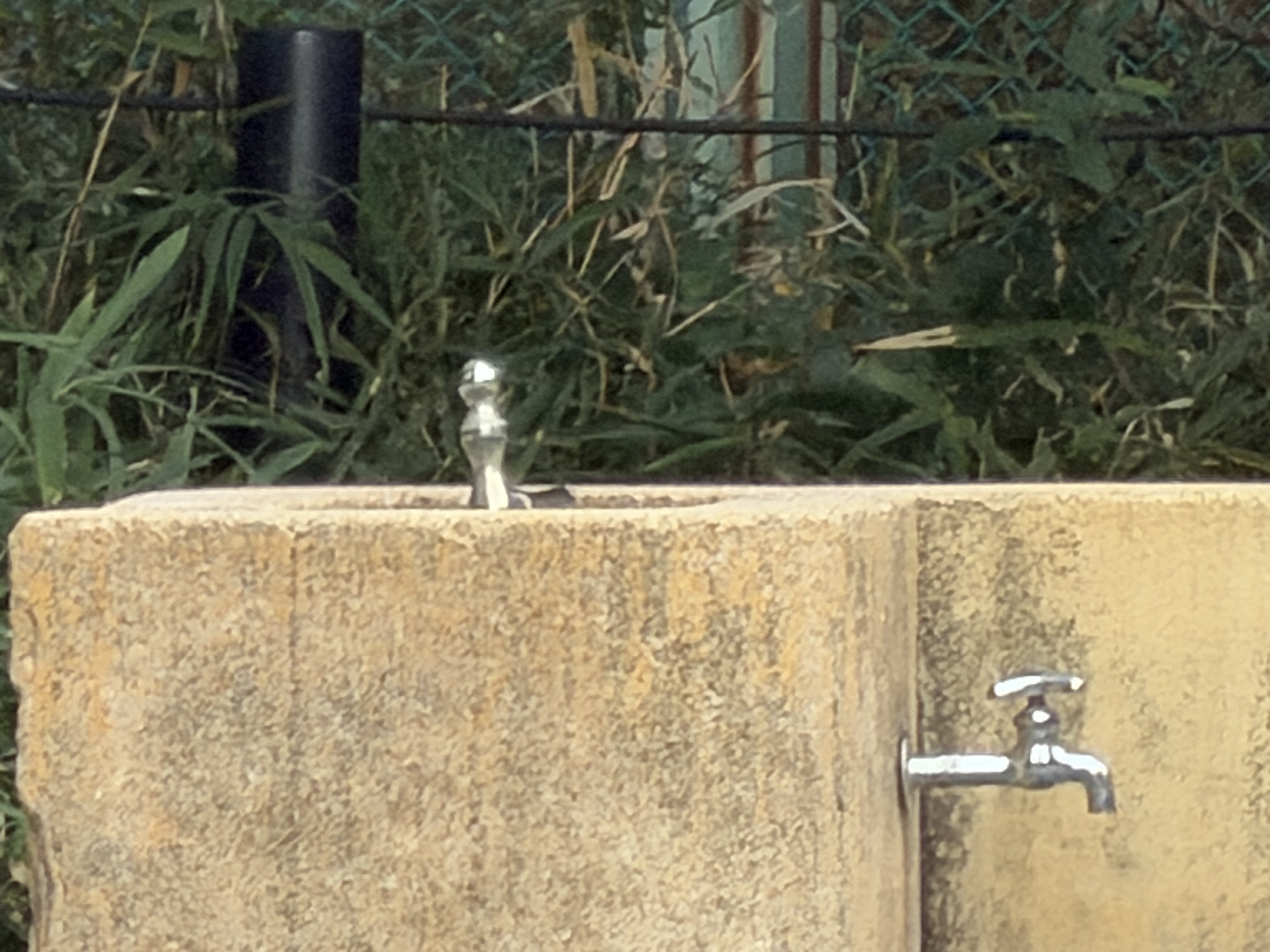 iPhone 17 Pro Maxで撮影（デジタル40倍）