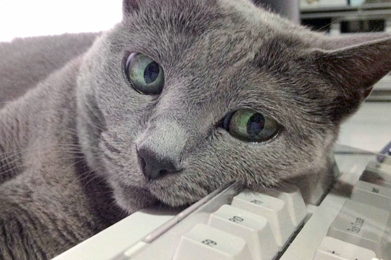 キーボードルーフにしたら、猫がキーボードを枕にする頻度が増えた気がする。平らで枕の使い心地がよくなった？　飼い主がアワアワしなくなって安心して昼寝できるようになった？