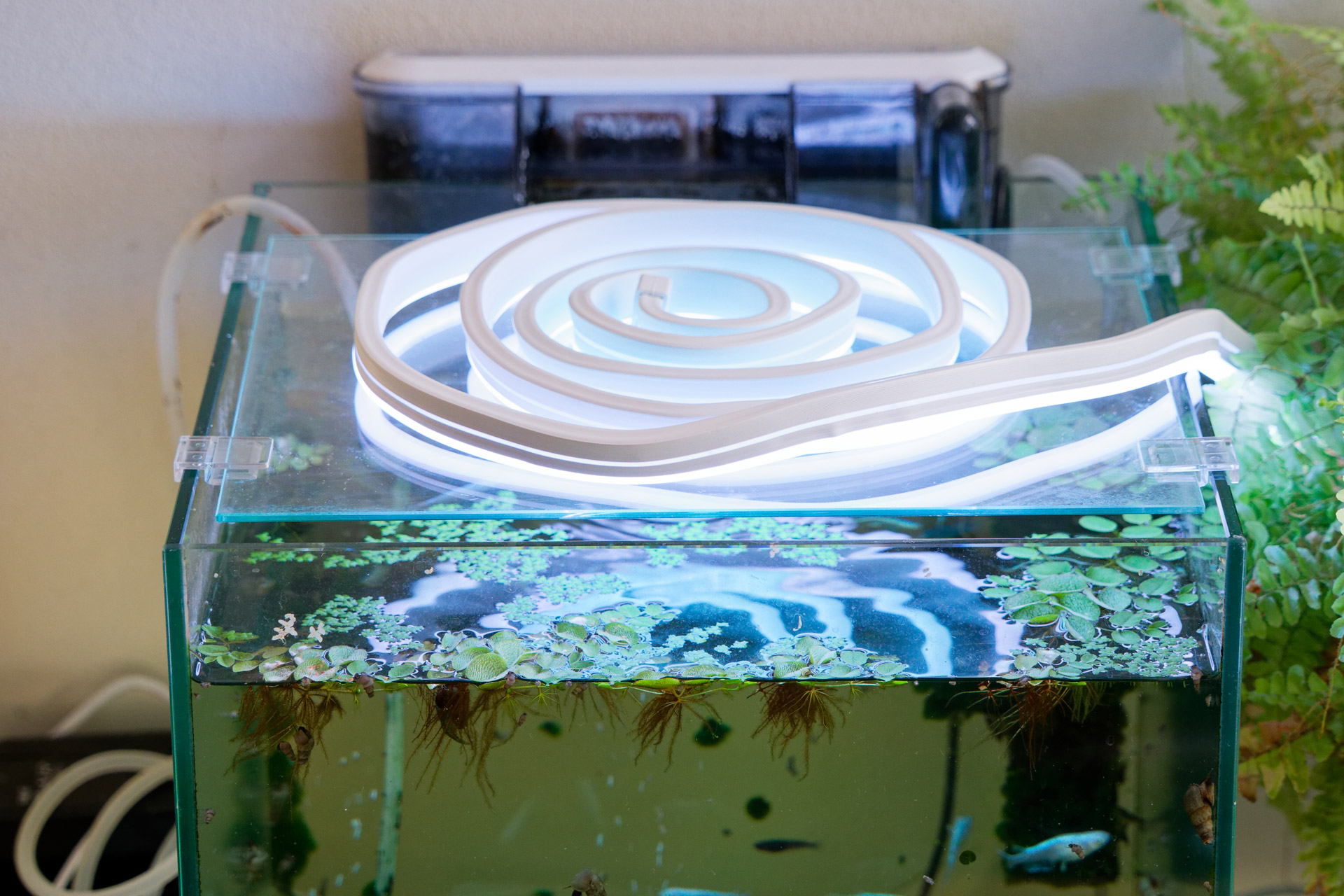 メダカの水槽用照明にしてみたが、光量が不足気味なうえ熱をもつので微妙なところ……