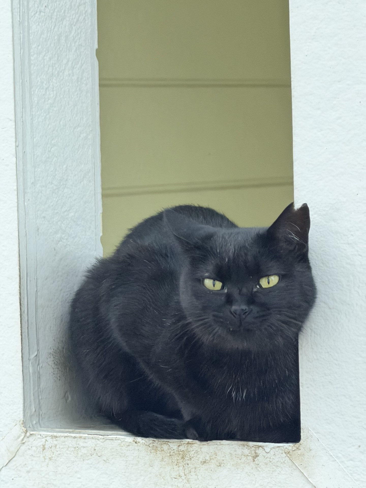 クロネコを撮った。が、アングルを少し変えただけでコロコロと変化してしまうホワイトバランスは問題だ