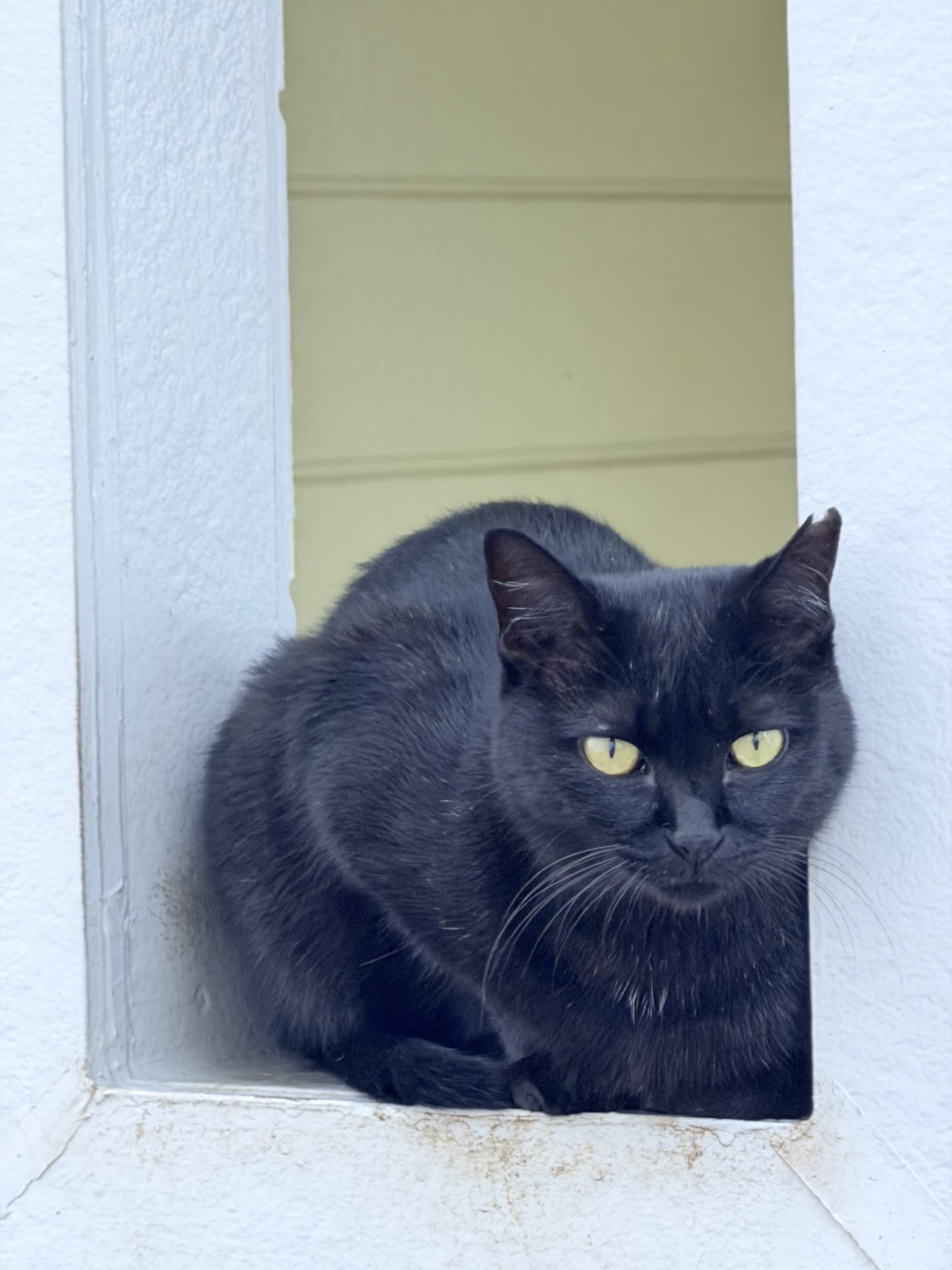 クロネコを撮った。が、アングルを少し変えただけでコロコロと変化してしまうホワイトバランスは問題だ