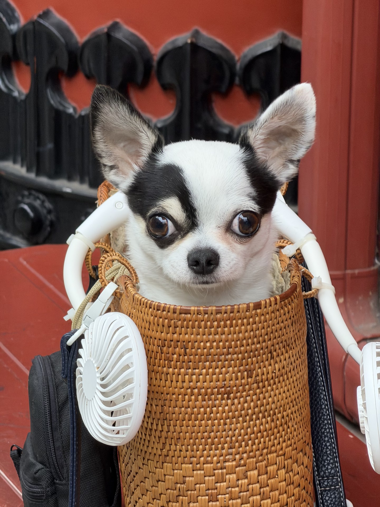雷門横で出会ったイヌ。クリクリした目玉と毛並み、カゴの描写がいい。誰でも気軽にスナップ撮影を楽しめるカメラに仕上がっている