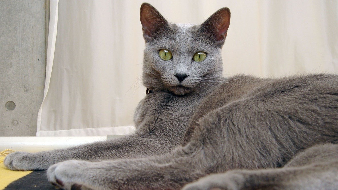 トレースの元となった写真。