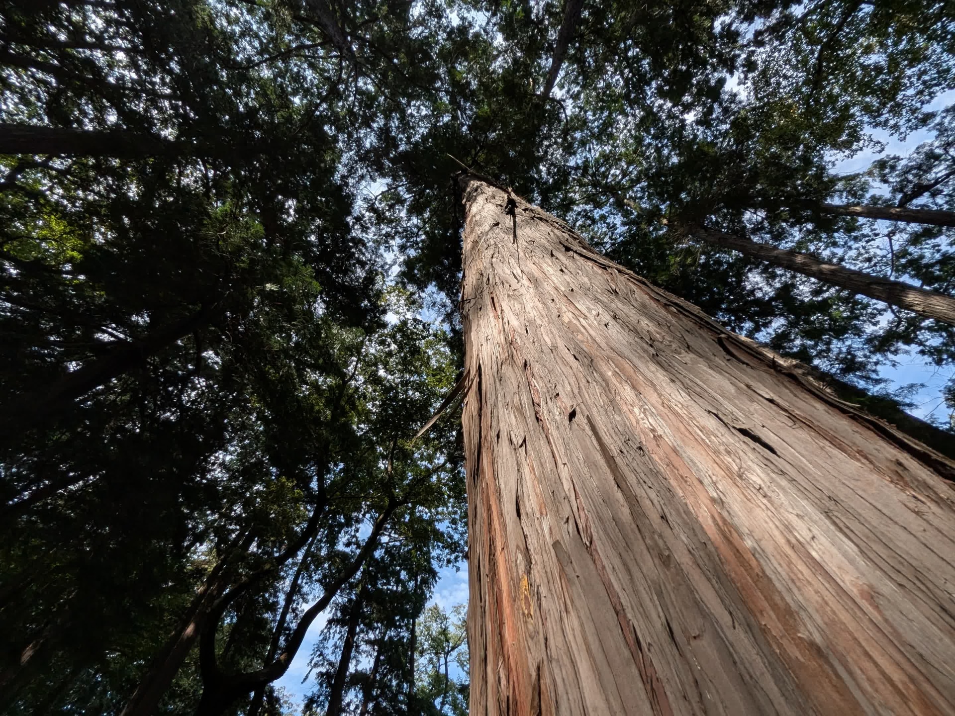 ウルトラワイドカメラのヌケ感高い写りがいい。幹のささくれもディテール豊かにキャプチャーできた