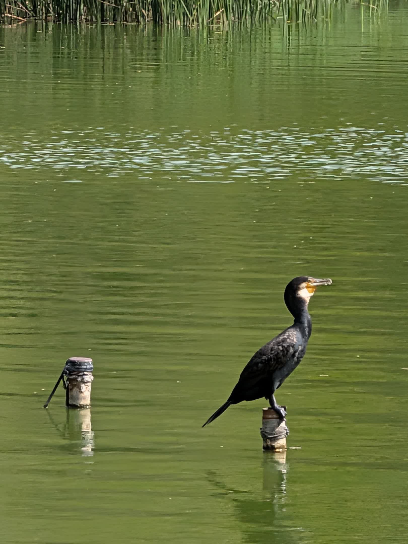 20倍のデジタルズーム最大時でも写りはなかなかのもの。カワウとカワセミの感じもちゃんと写しとることができた