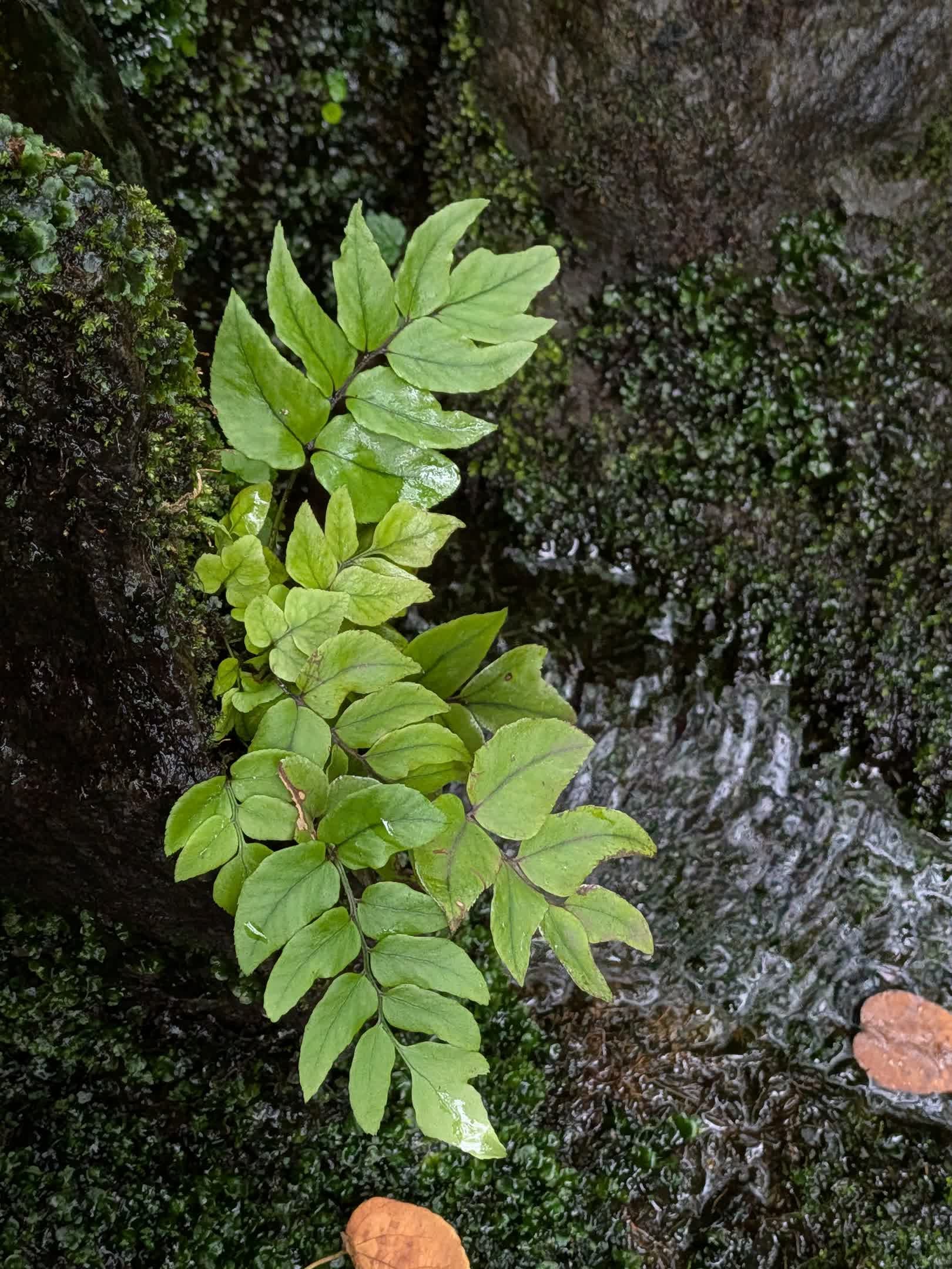 「クイックアクセスコントロール」でササッと好みの絵に調整して撮影できるところが気に入っている