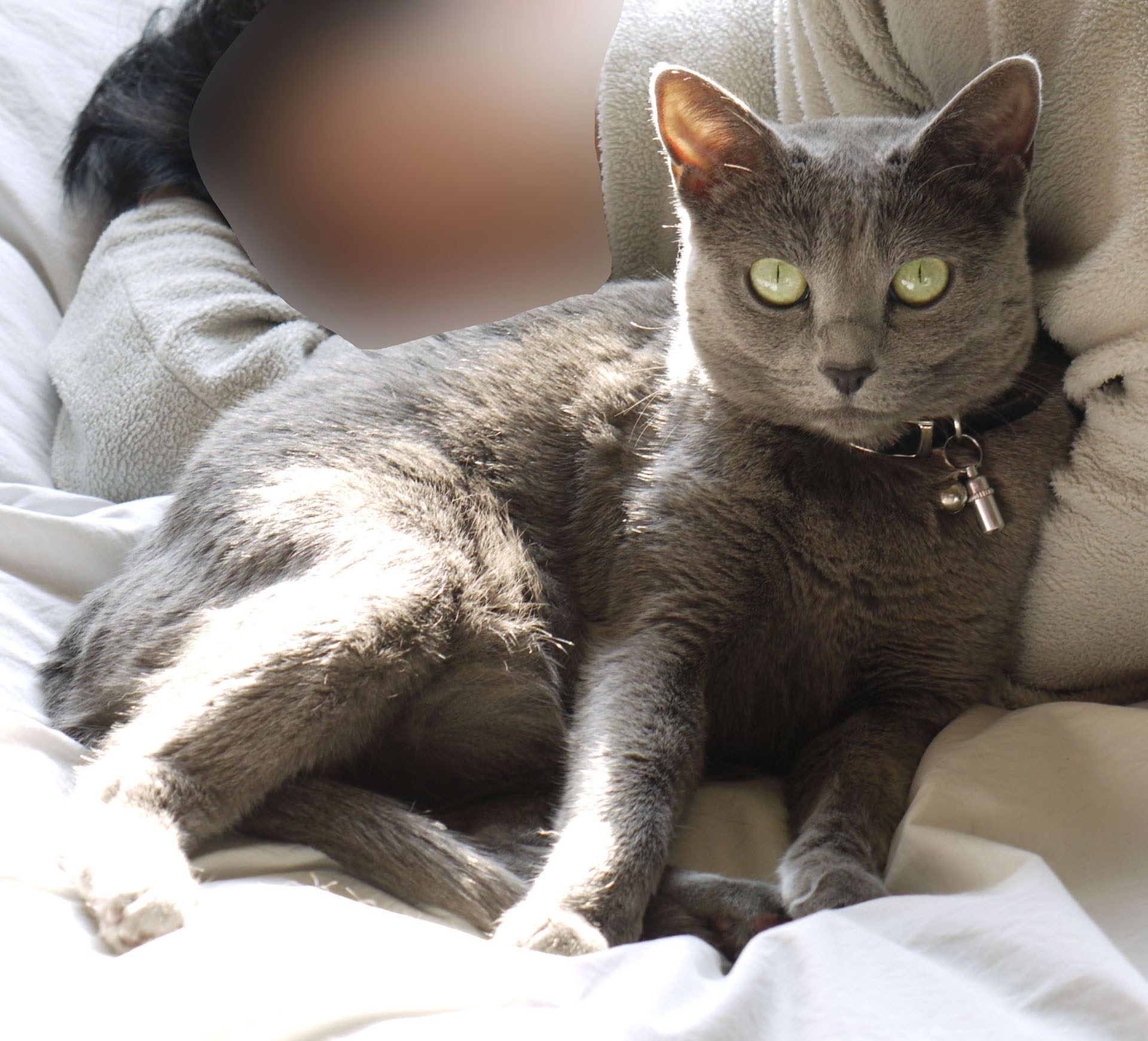 日向ぼっこ写真では猫がそっぽを向いているので、視線がこちら向きの猫写真も追加でAIに与えた。