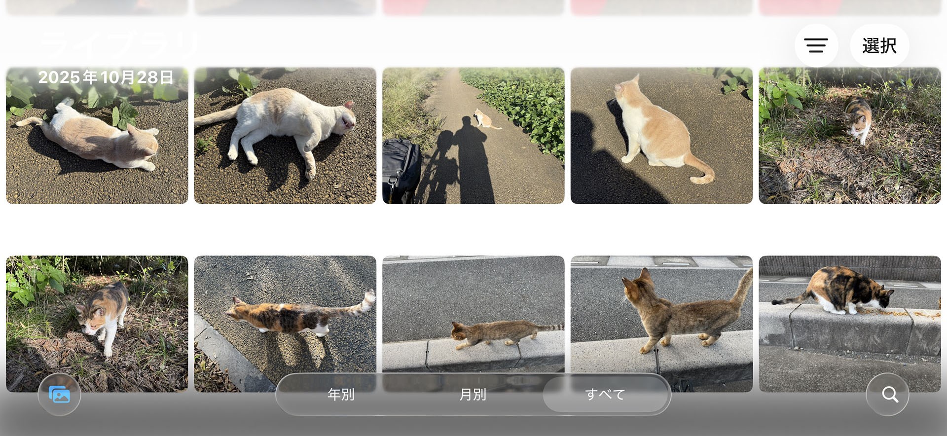 猫関連の連載記事では地域猫の話題も多かったりする。現在、地域猫はほとんどiPhoneで撮影している。iPhoneで撮った猫写真は、そのまま自動的にiCloudに転送される。