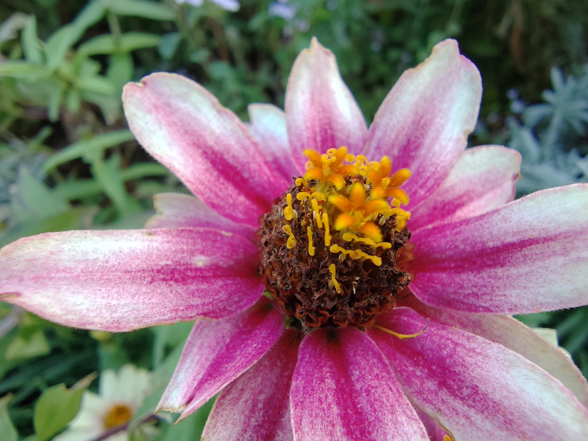 マクロモードで撮影