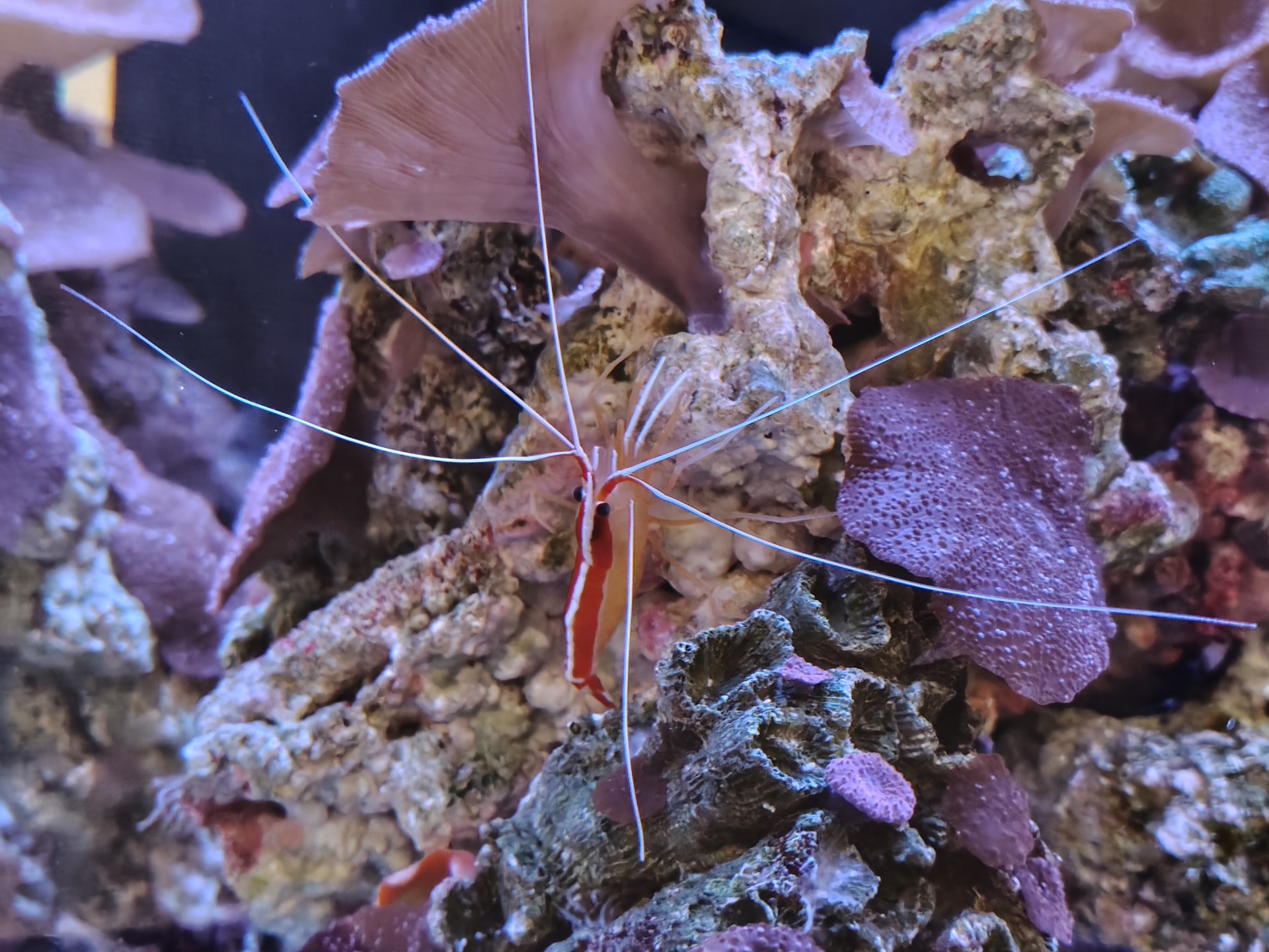 「ショーケースモード」を利用し、水槽内を撮影。映り込みもなく、きれいな仕上がり