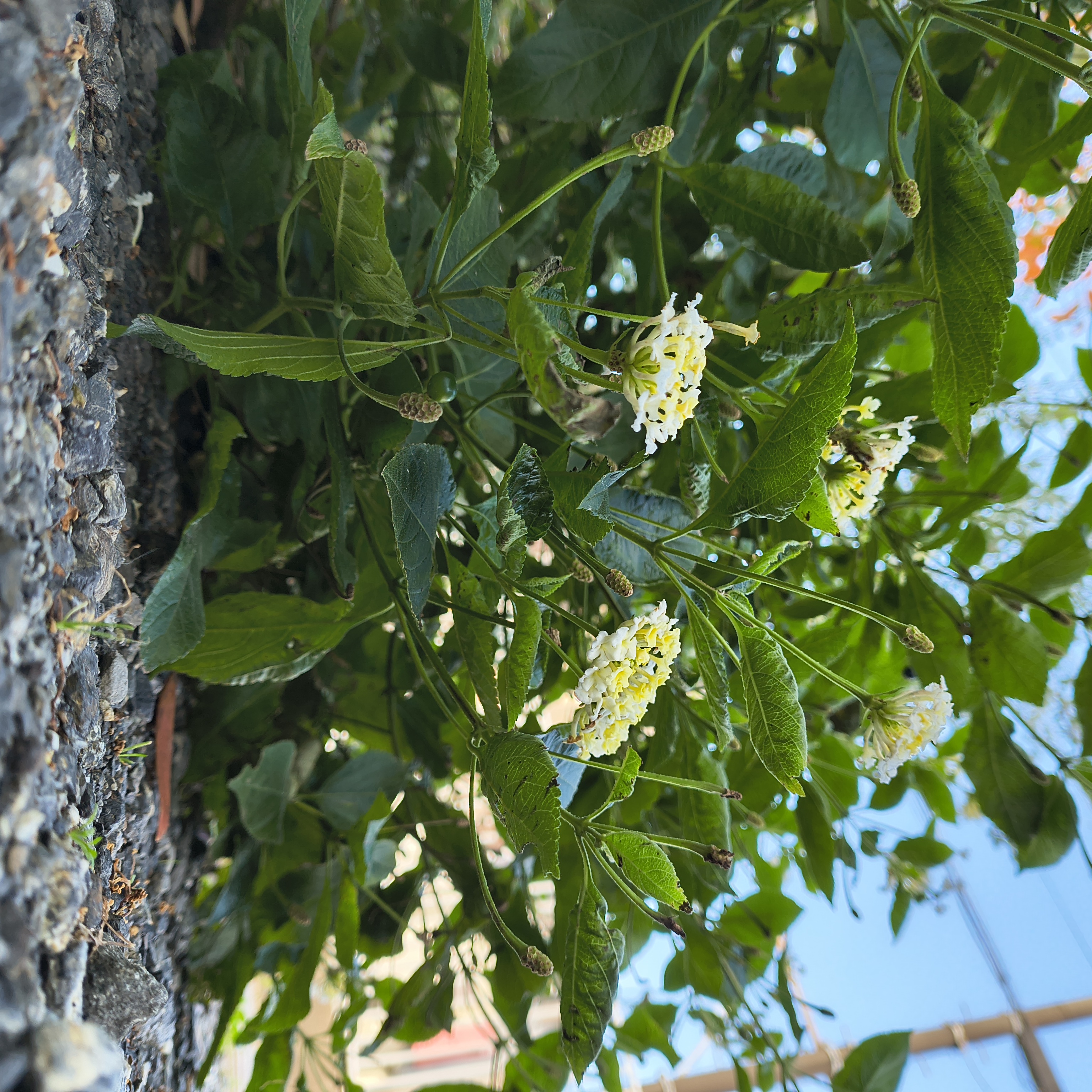 道端の花をローアングルで撮った作例