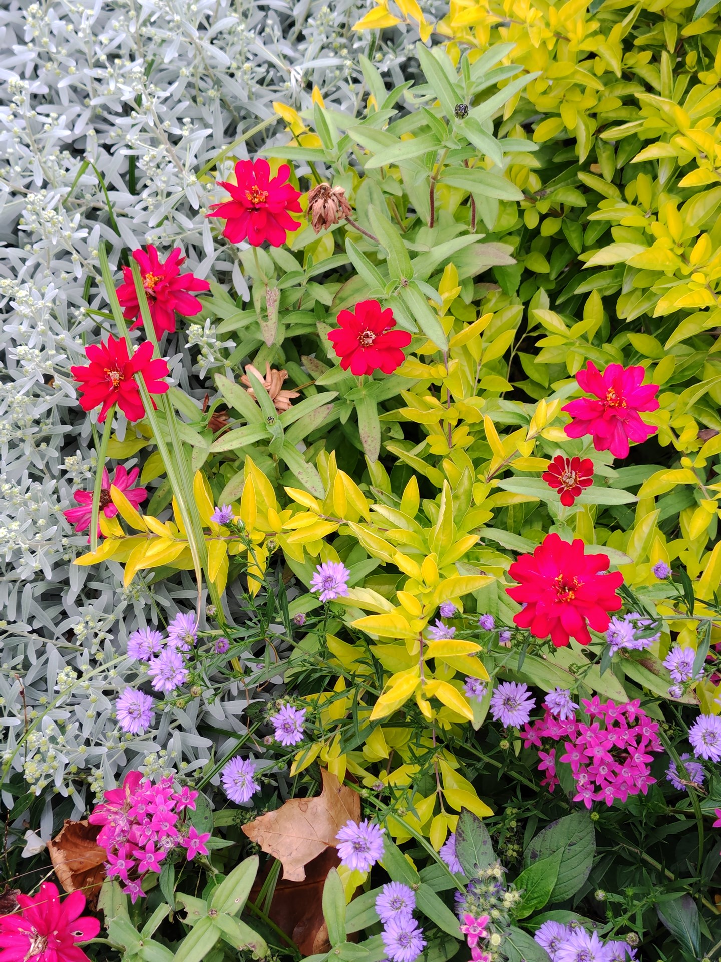 花壇の花々を撮影したが、こちらもやや鮮やかな仕上がりに。ちょっと毒々しく感じるが、これがこの端末の写りなのであろう